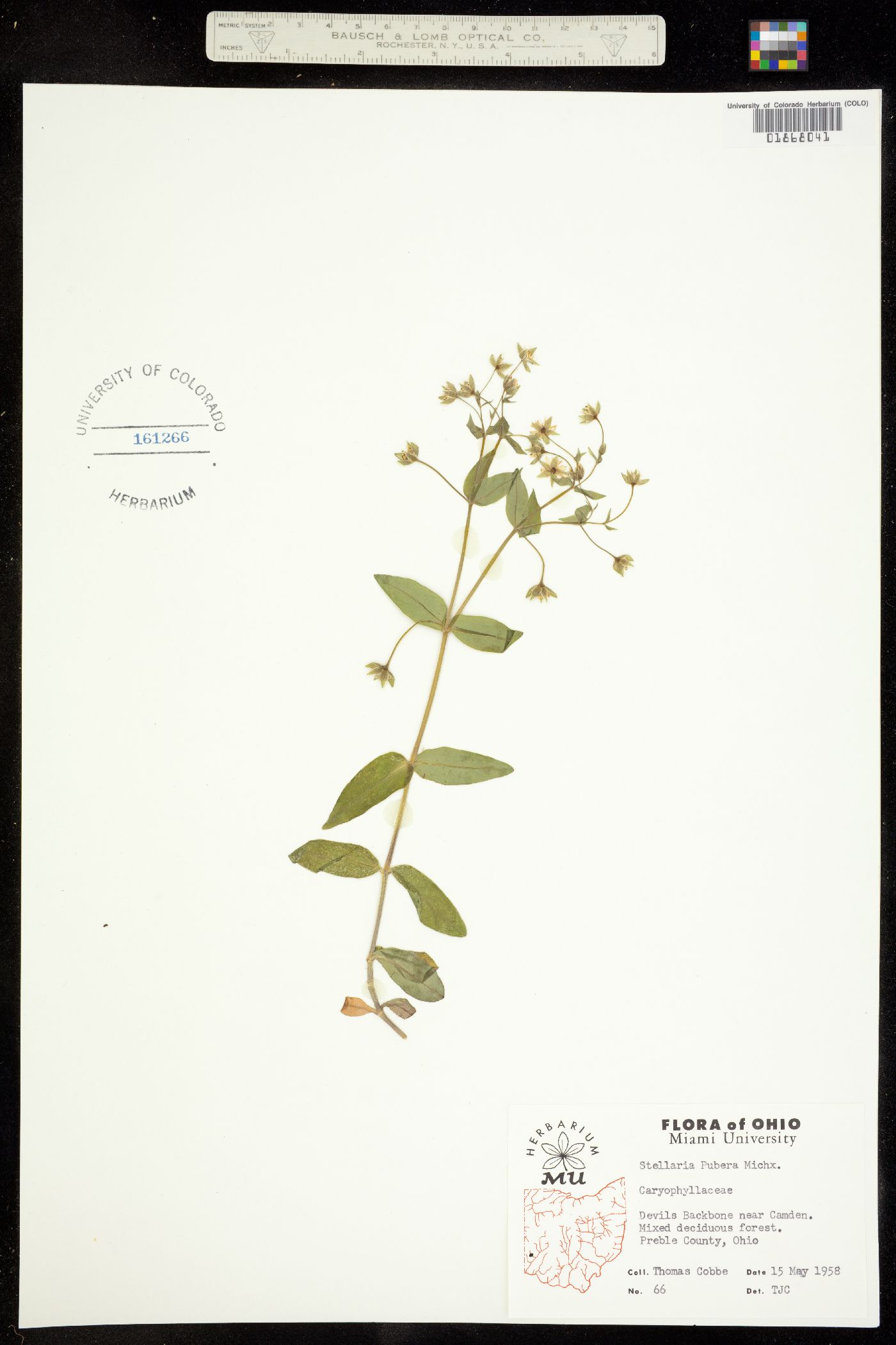 Stellaria pubera image