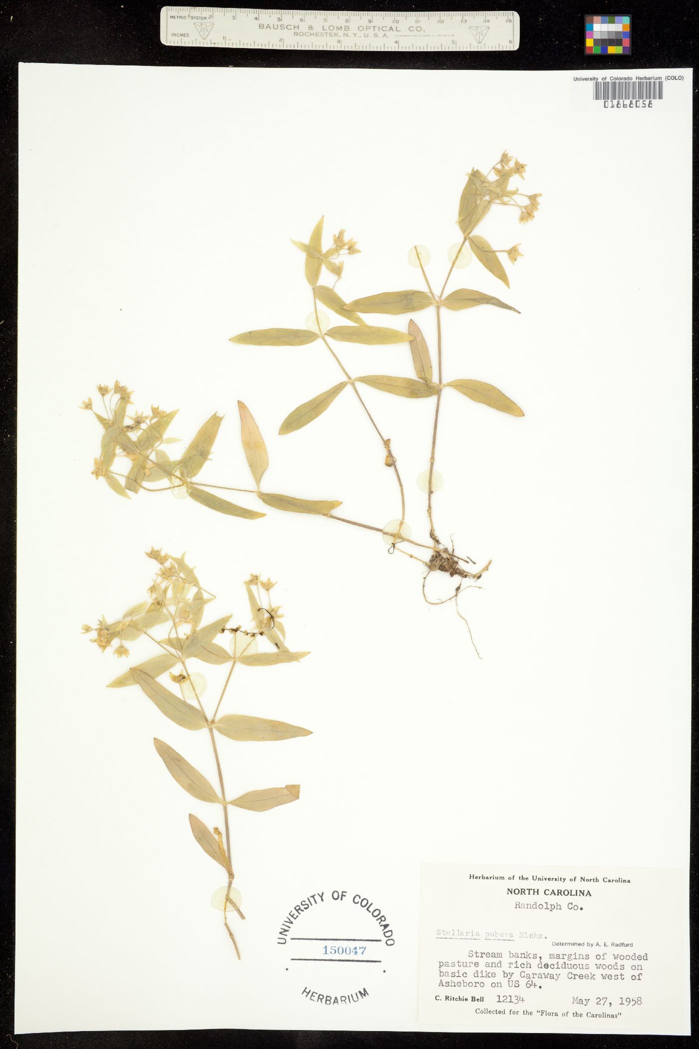 Stellaria pubera image