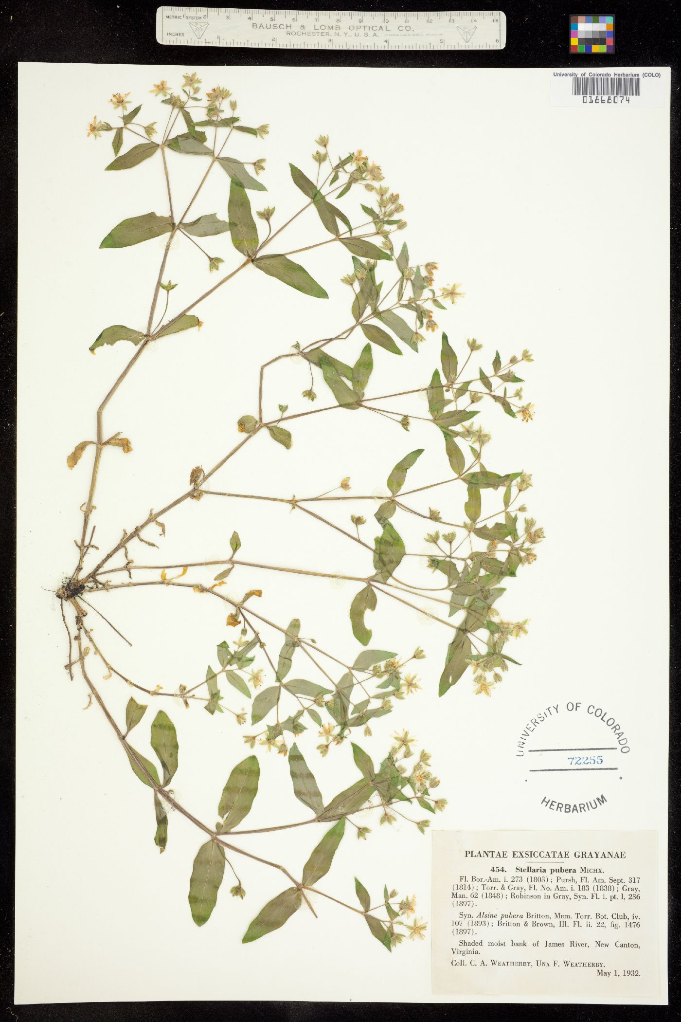 Stellaria pubera image