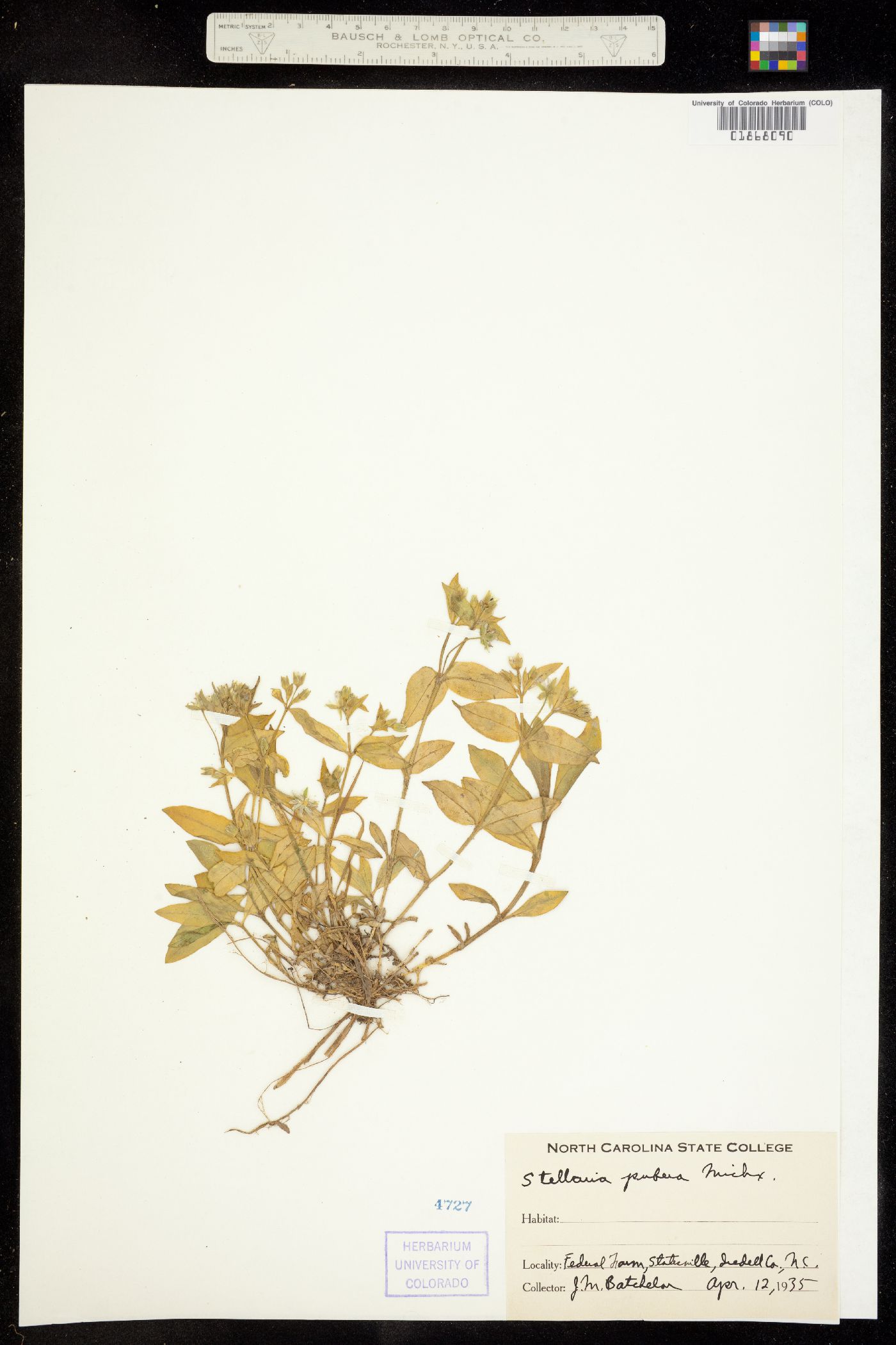Stellaria pubera image