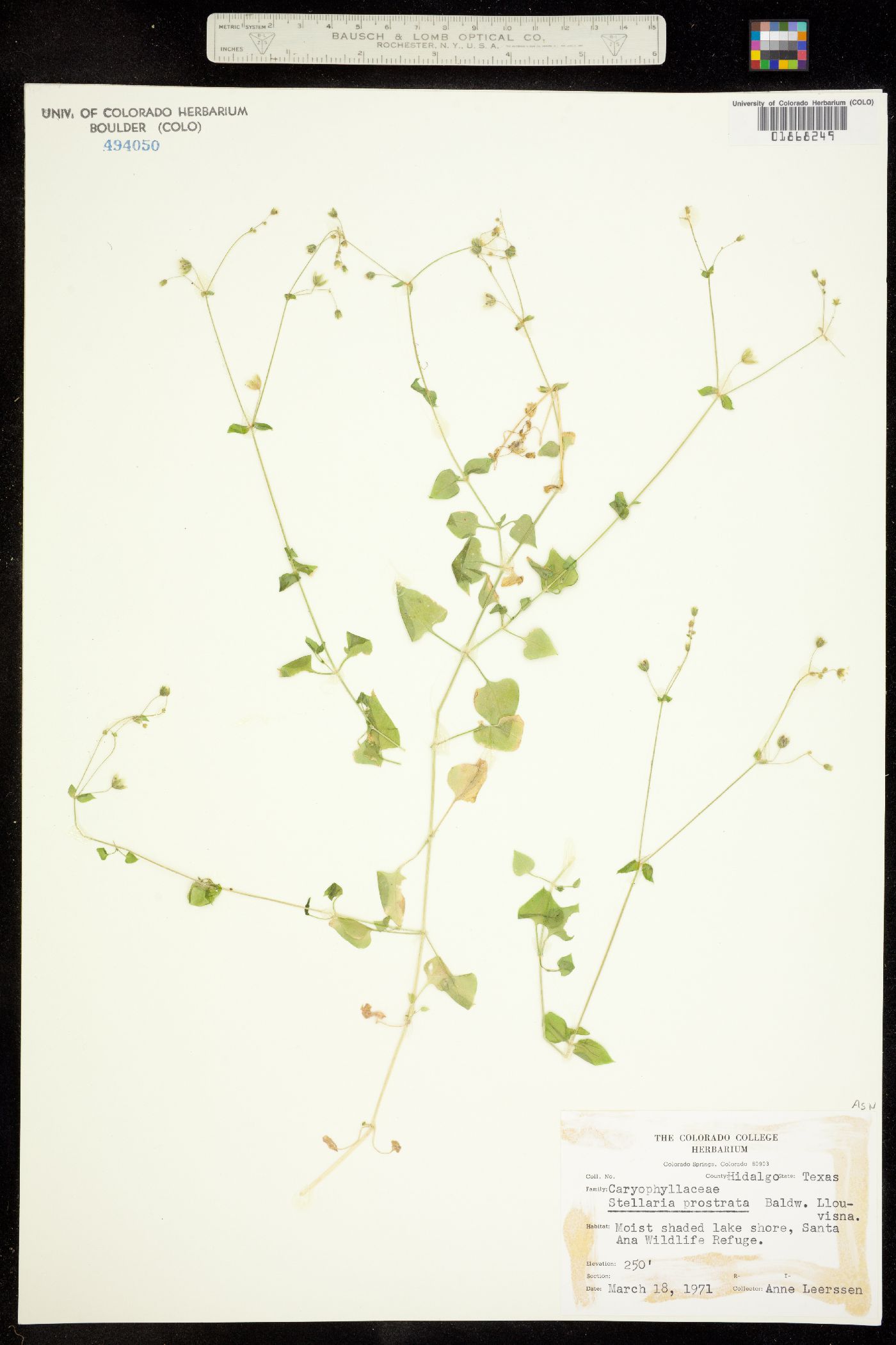 Stellaria cuspidata ssp. prostrata image