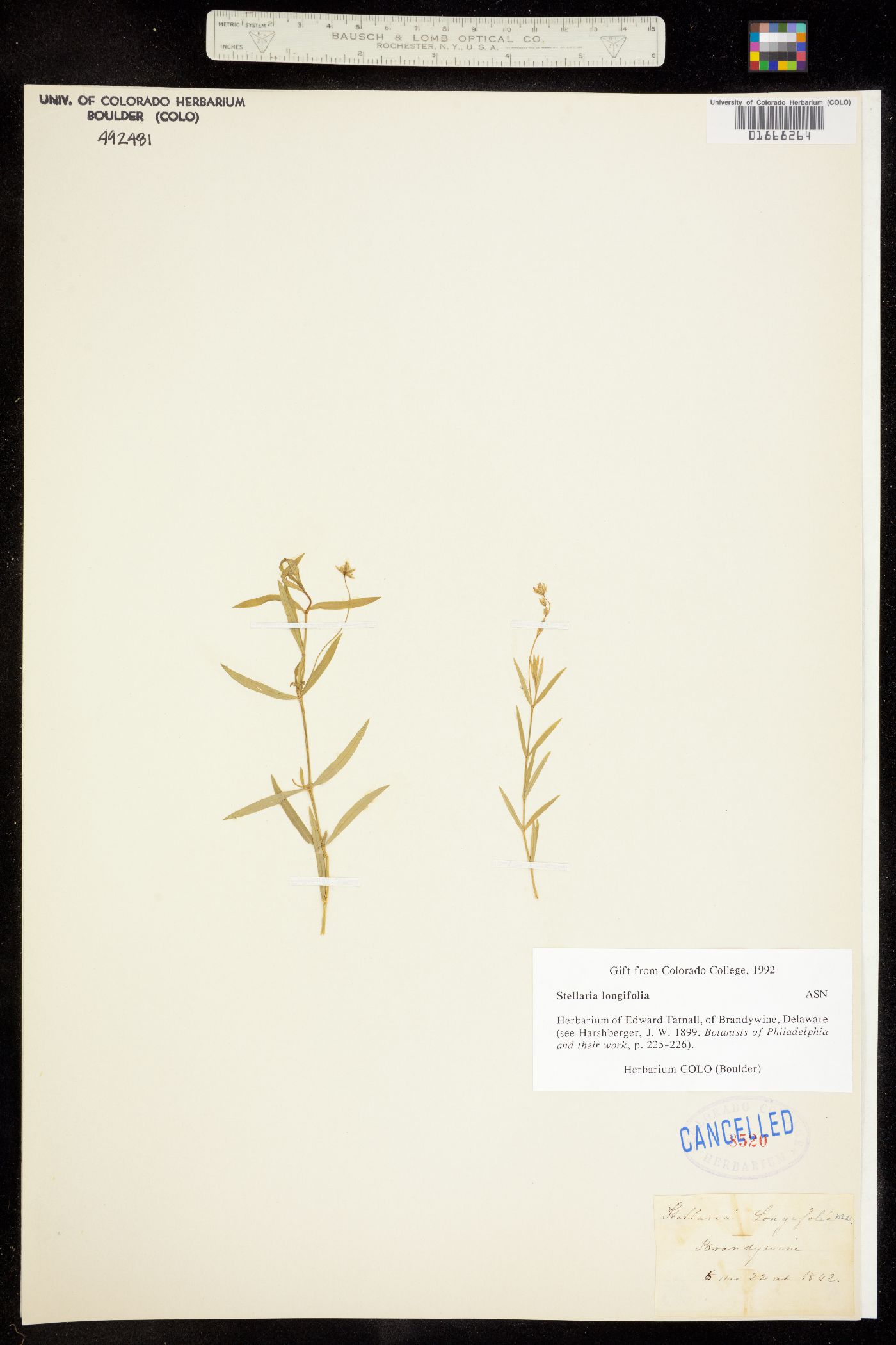 Stellaria longifolia image