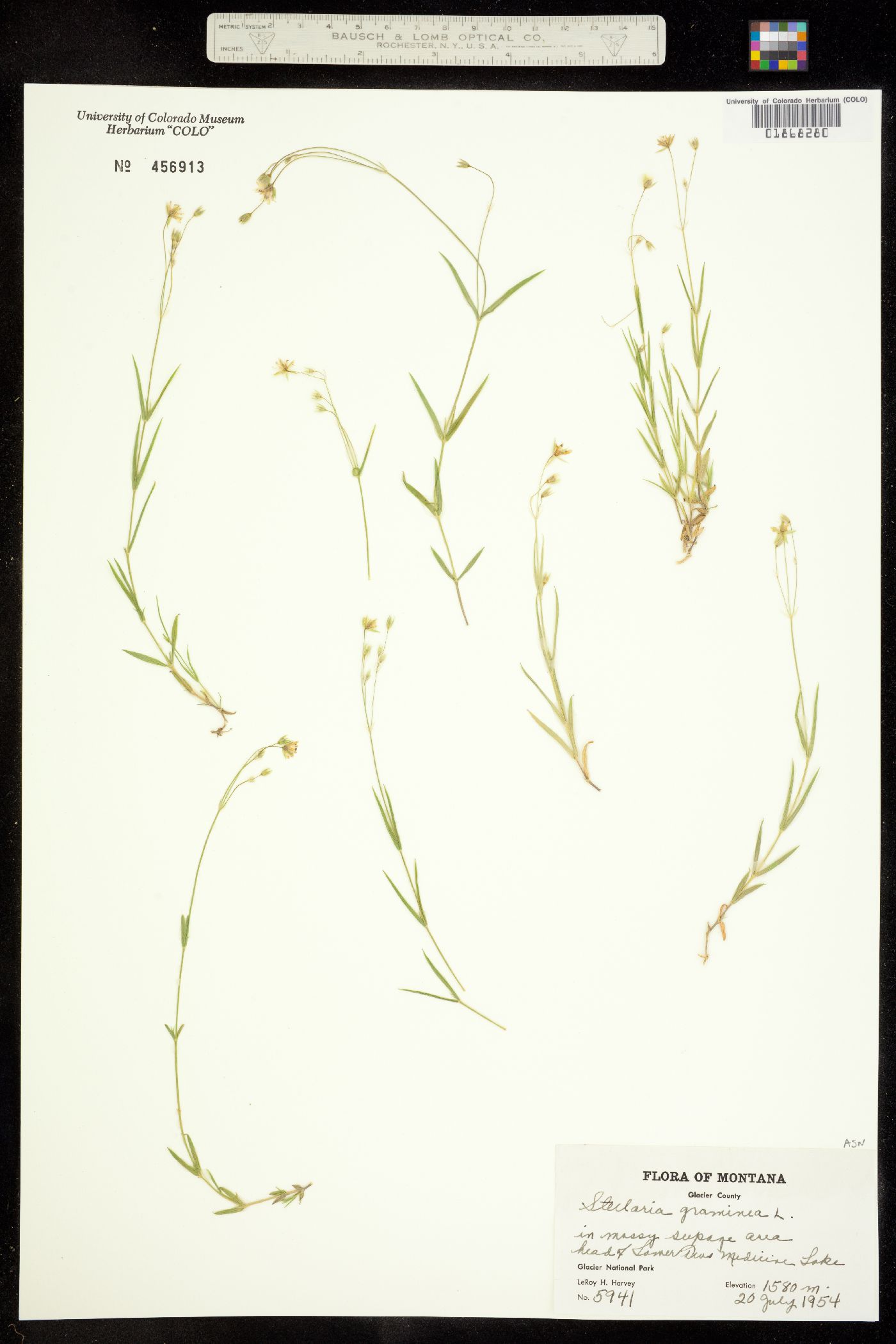 Stellaria graminea image