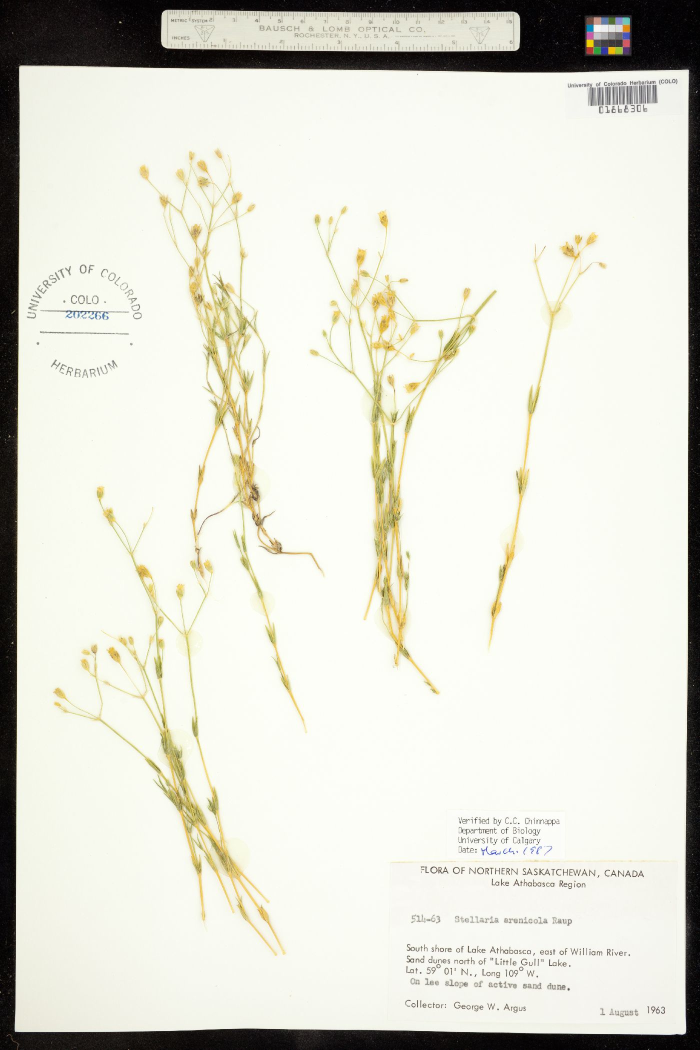 Stellaria longipes ssp. arenicola image