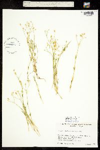 Stellaria arenicola image