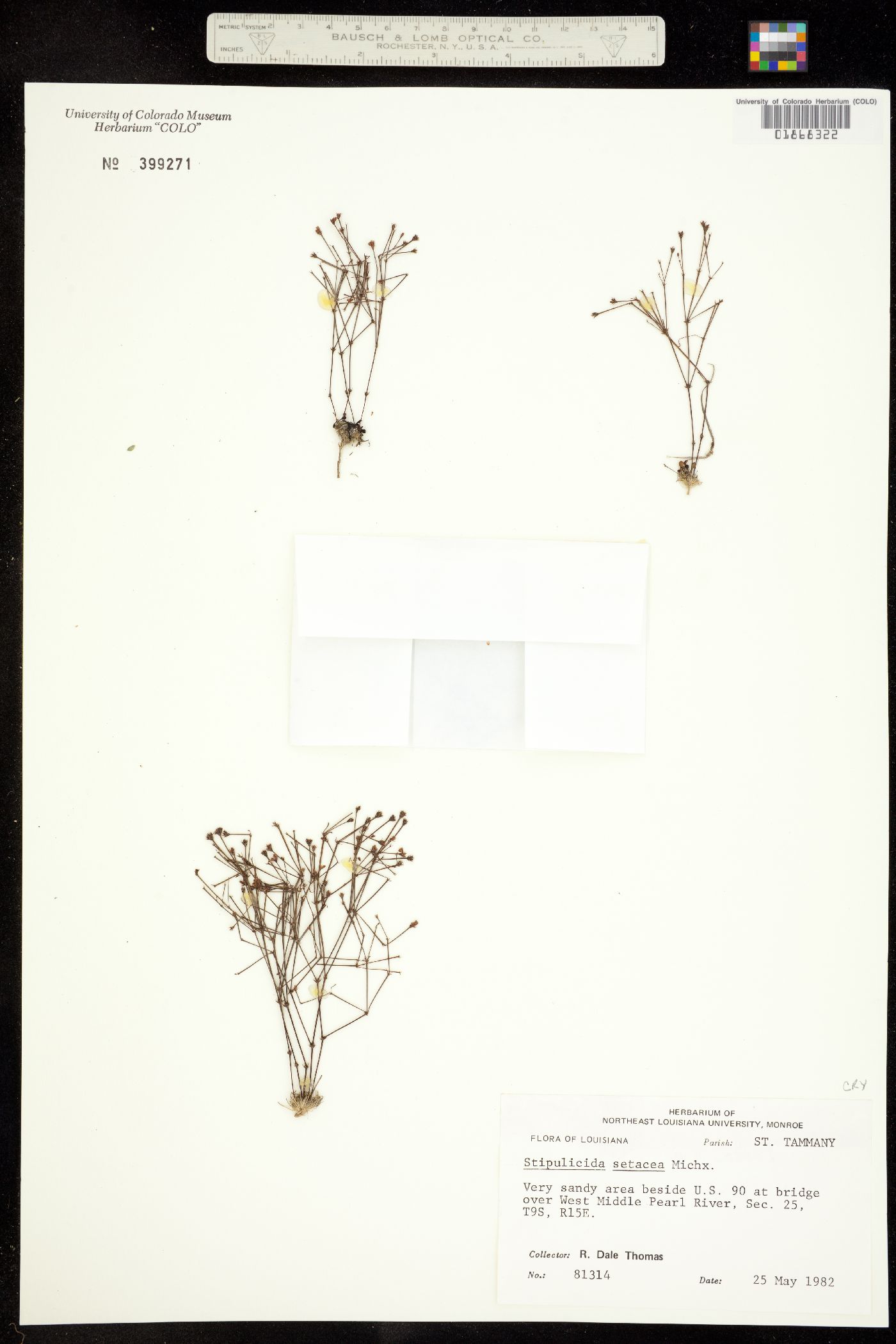 Stipulicida setacea image