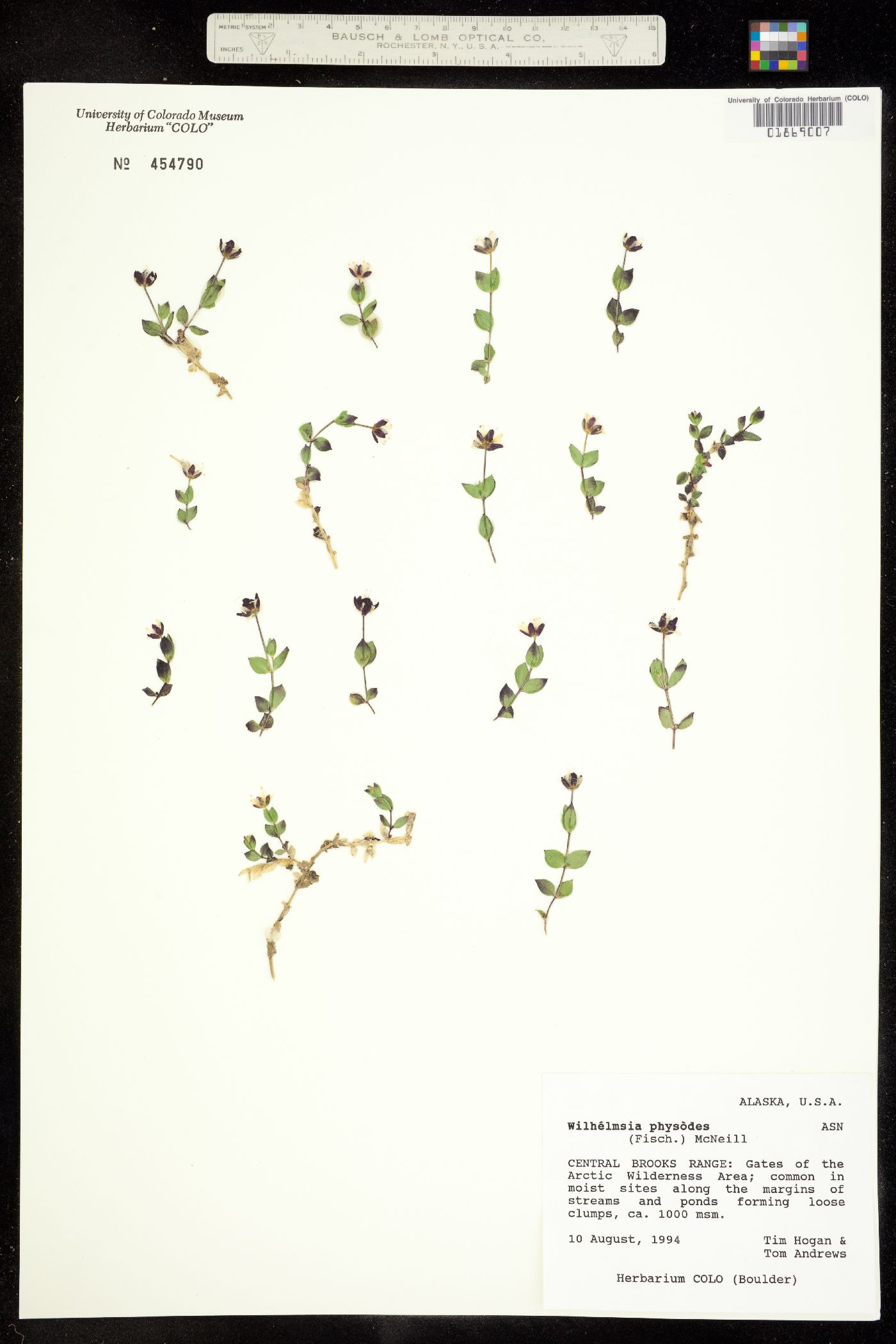 Wilhelmsia physodes image