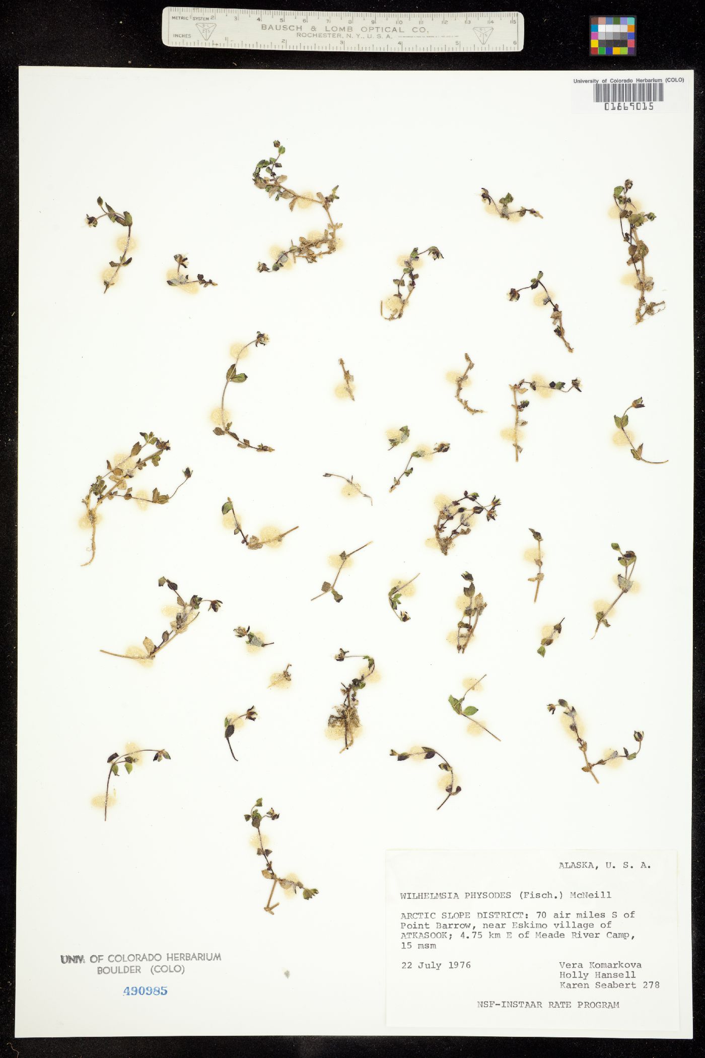 Wilhelmsia physodes image