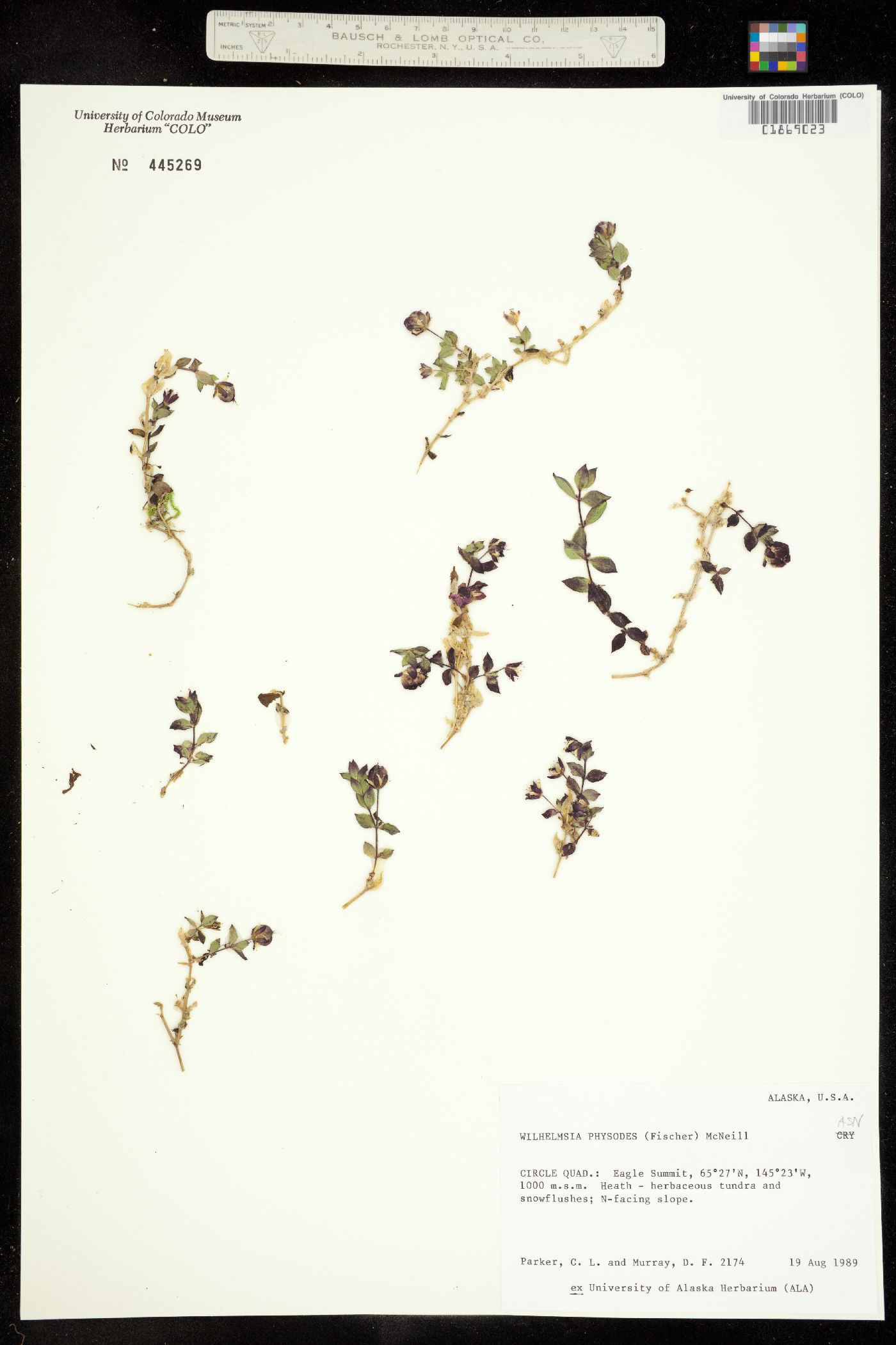 Wilhelmsia physodes image