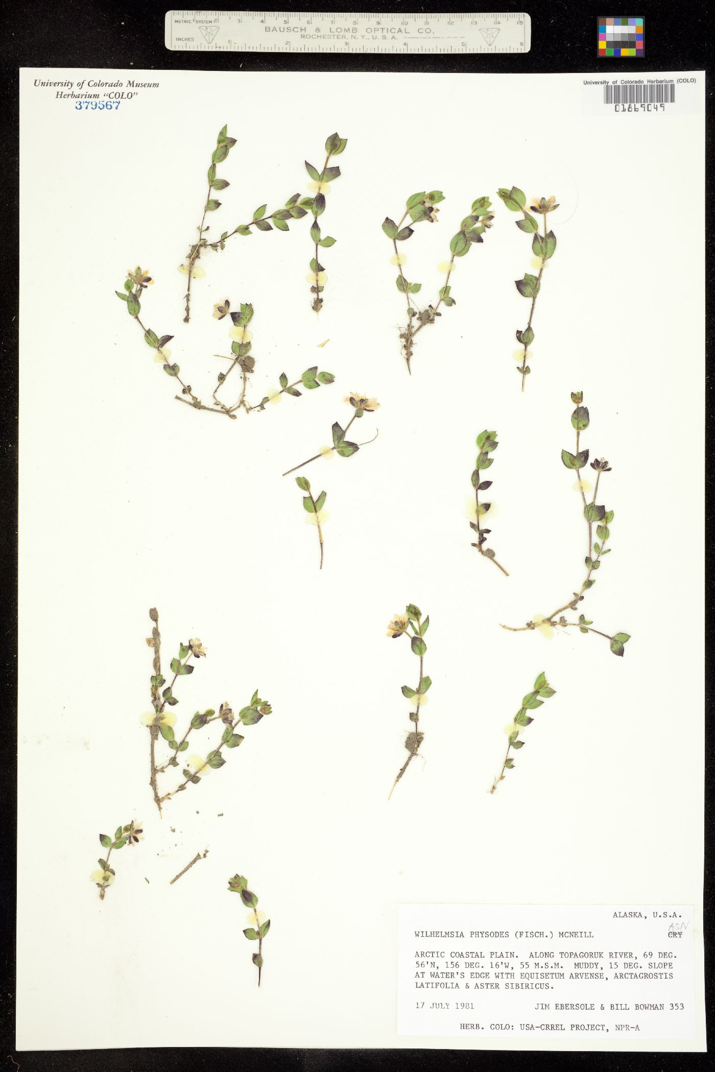 Wilhelmsia physodes image