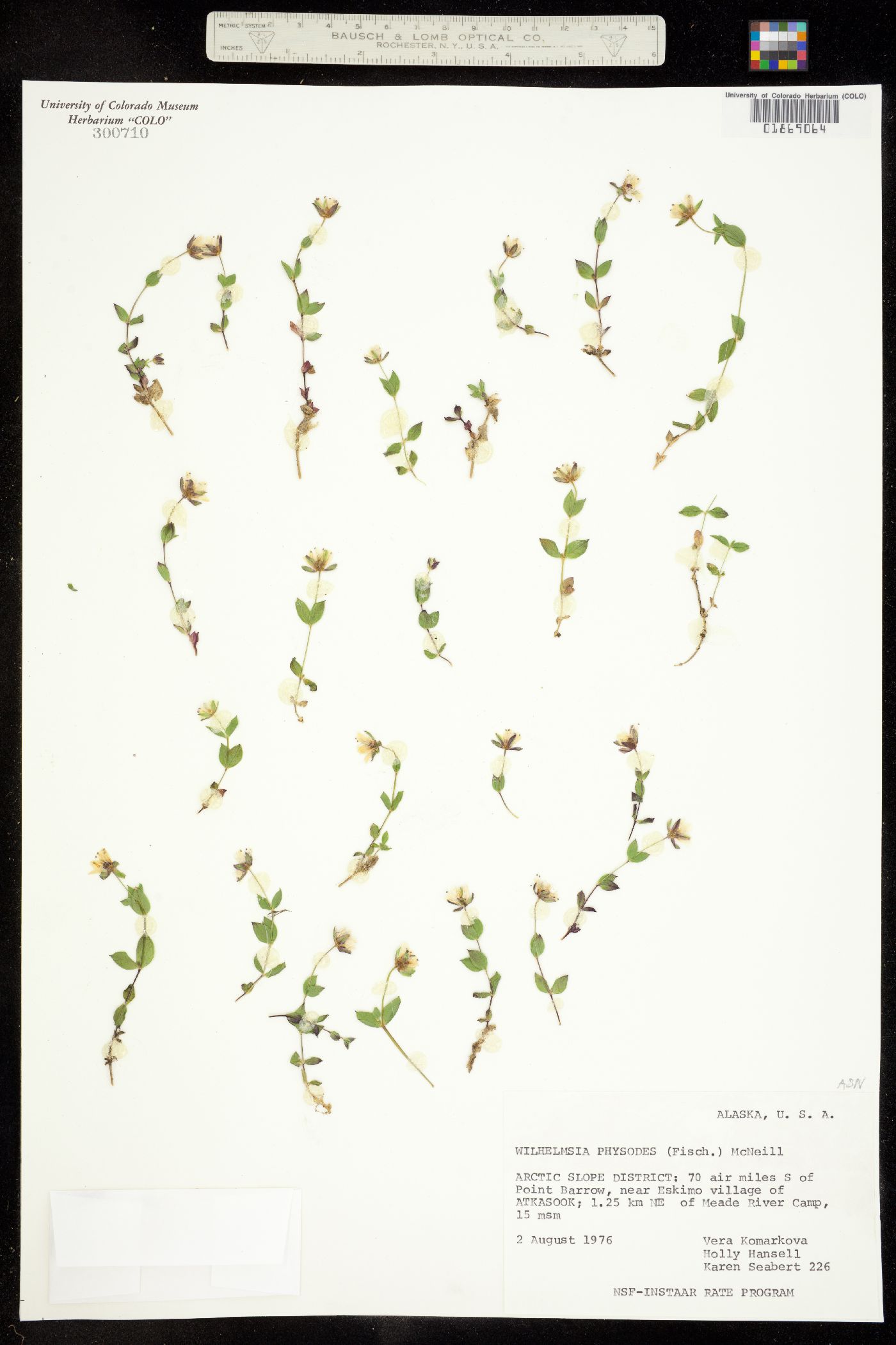 Wilhelmsia physodes image