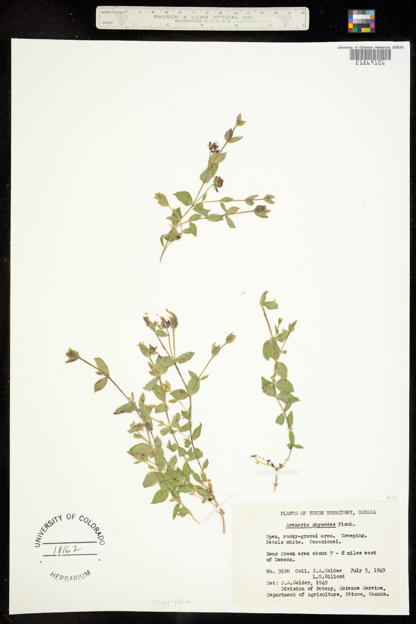 Wilhelmsia physodes image