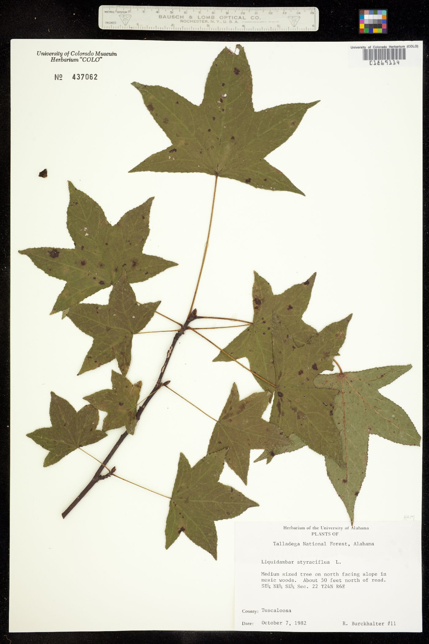 Altingiaceae image