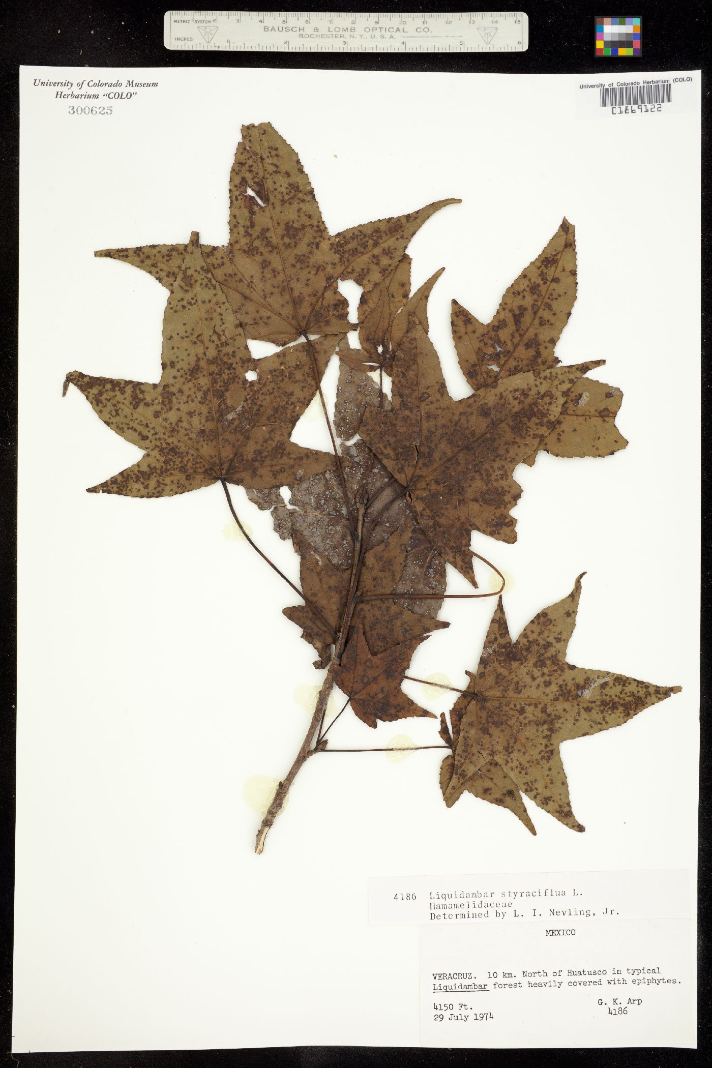 Liquidambar image