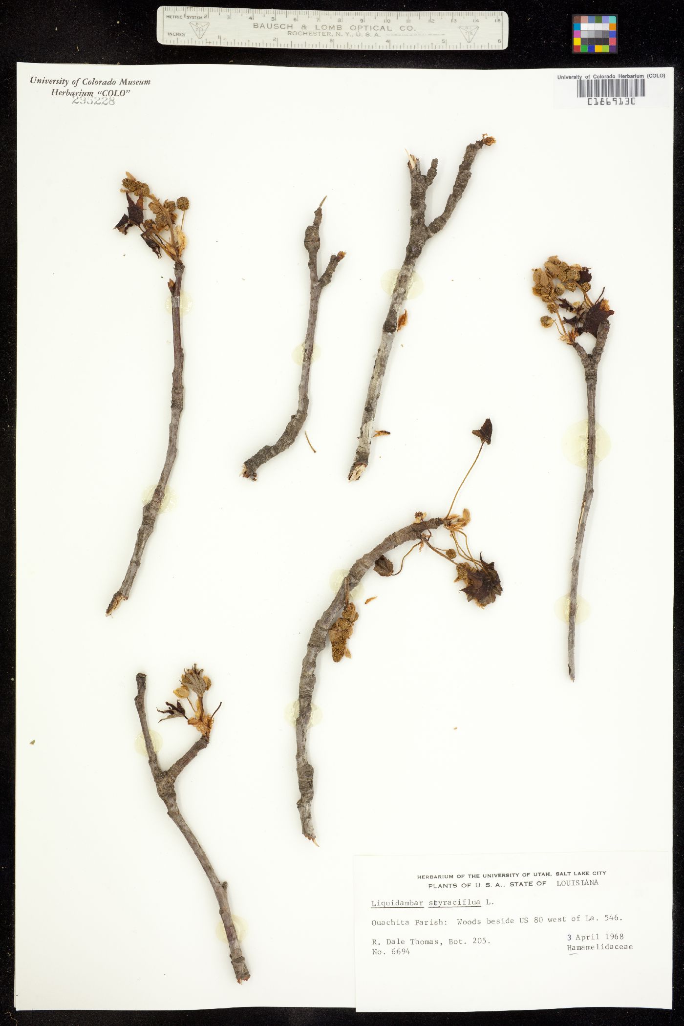 Liquidambar styraciflua image