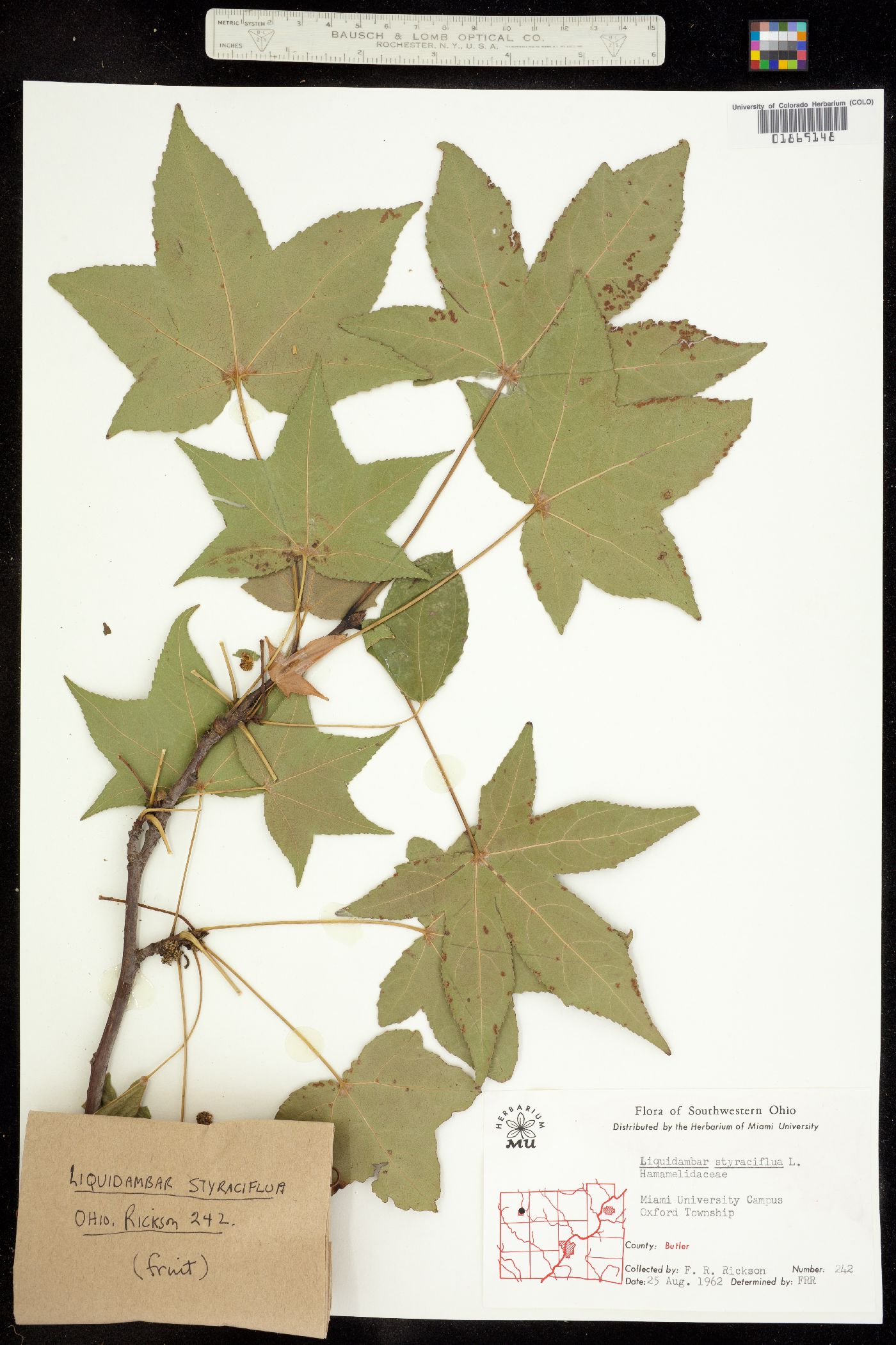 Liquidambar styraciflua image