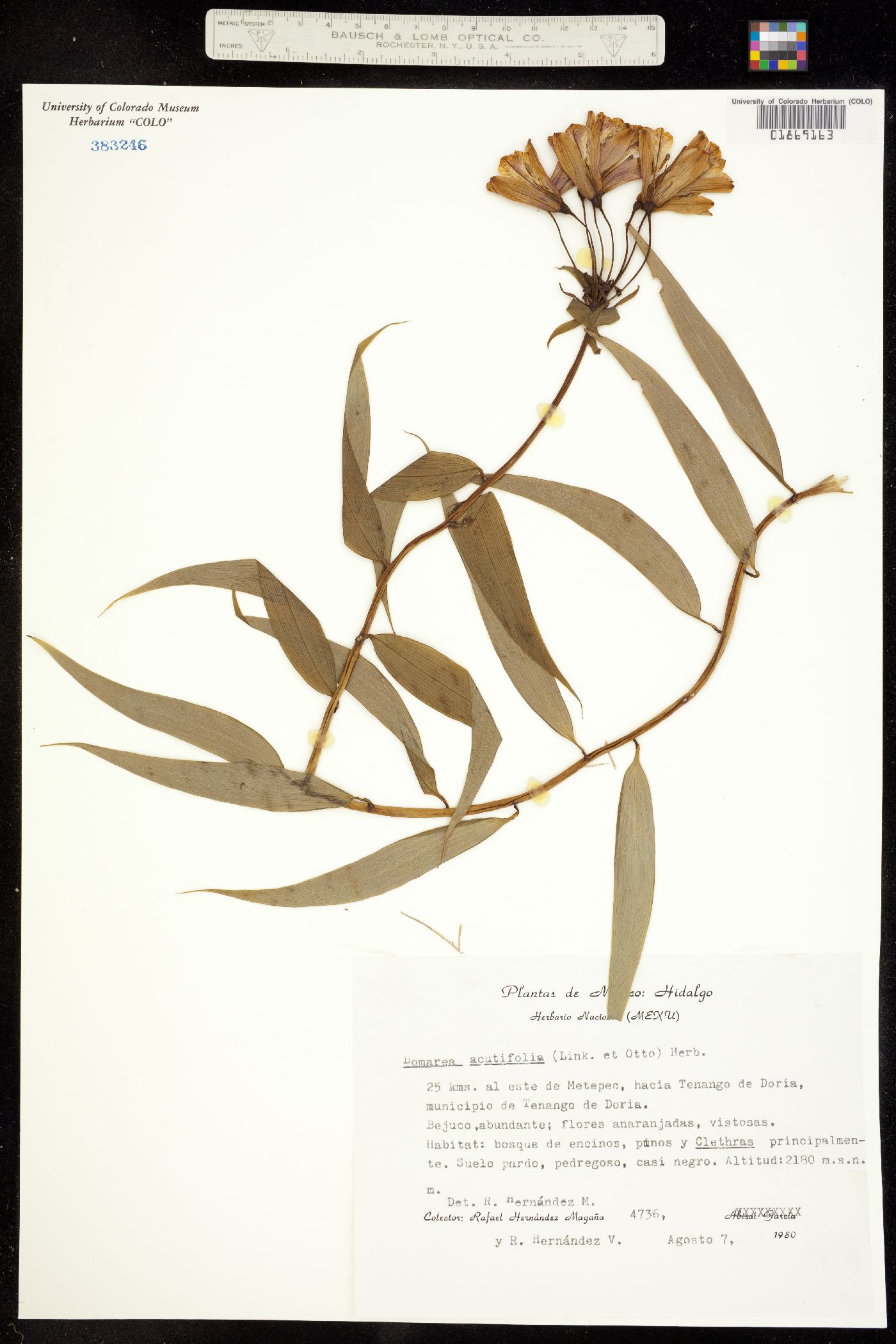 Bomarea acutifolia image