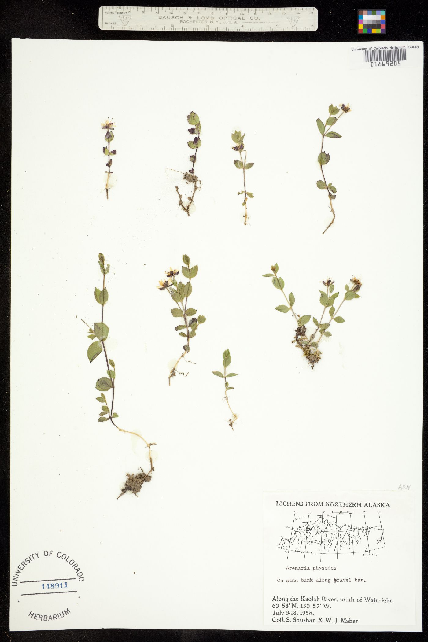 Wilhelmsia physodes image