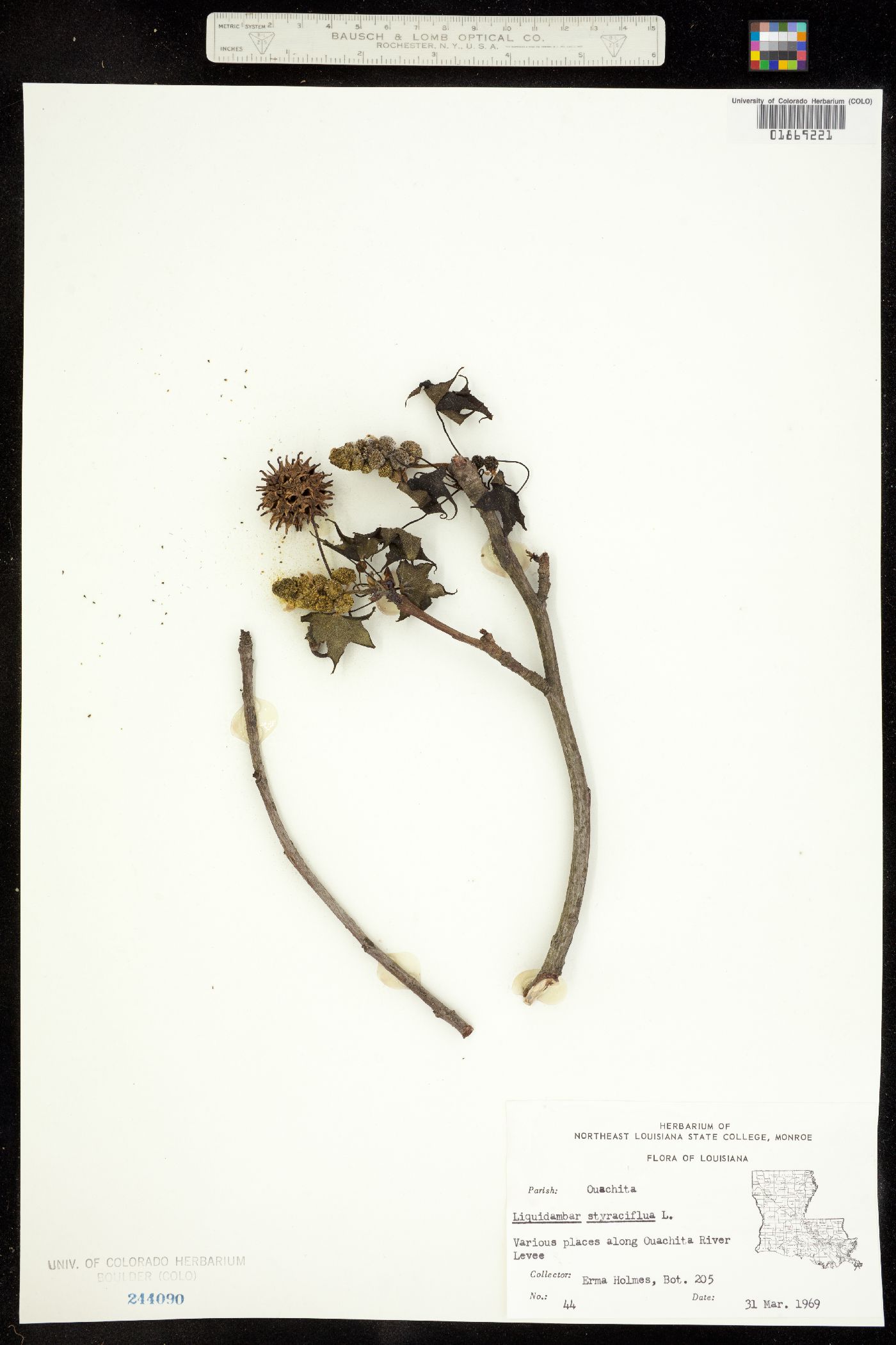 Liquidambar styraciflua image