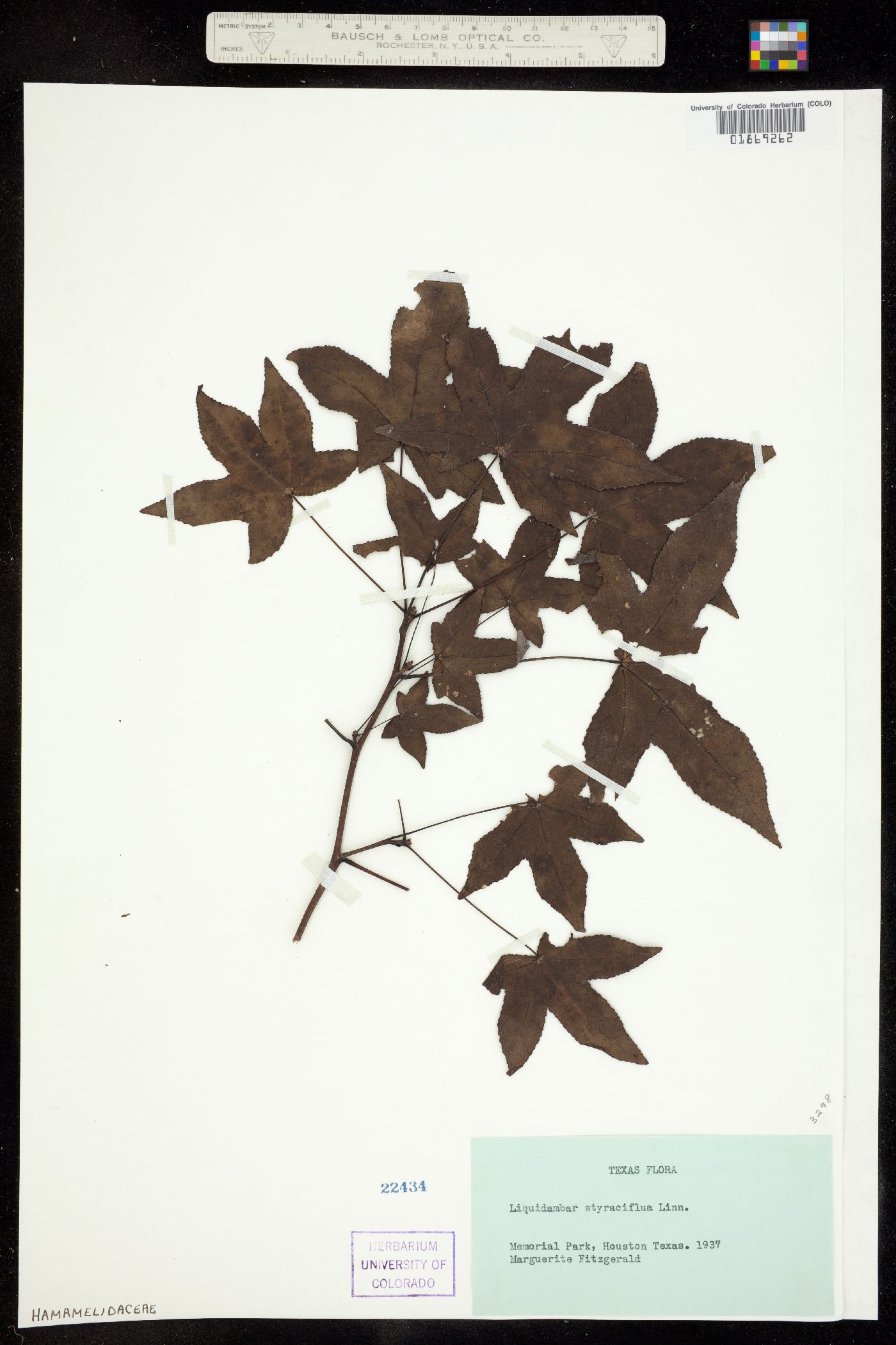 Liquidambar image