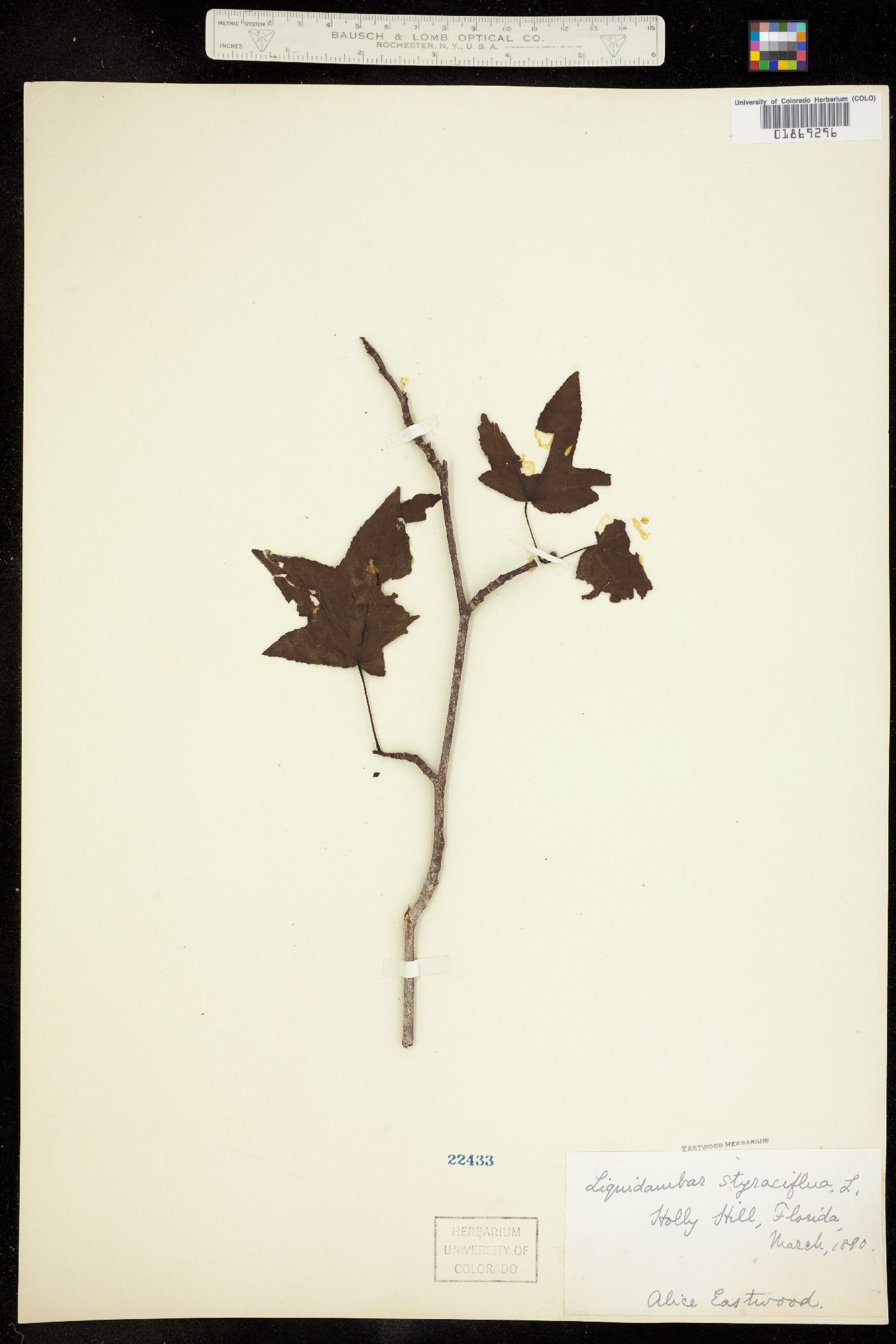 Altingiaceae image