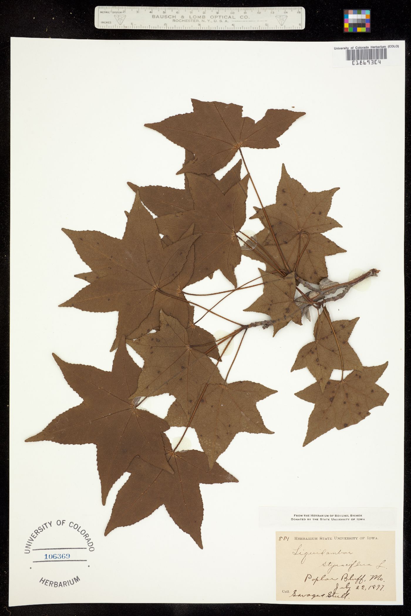Liquidambar styraciflua image