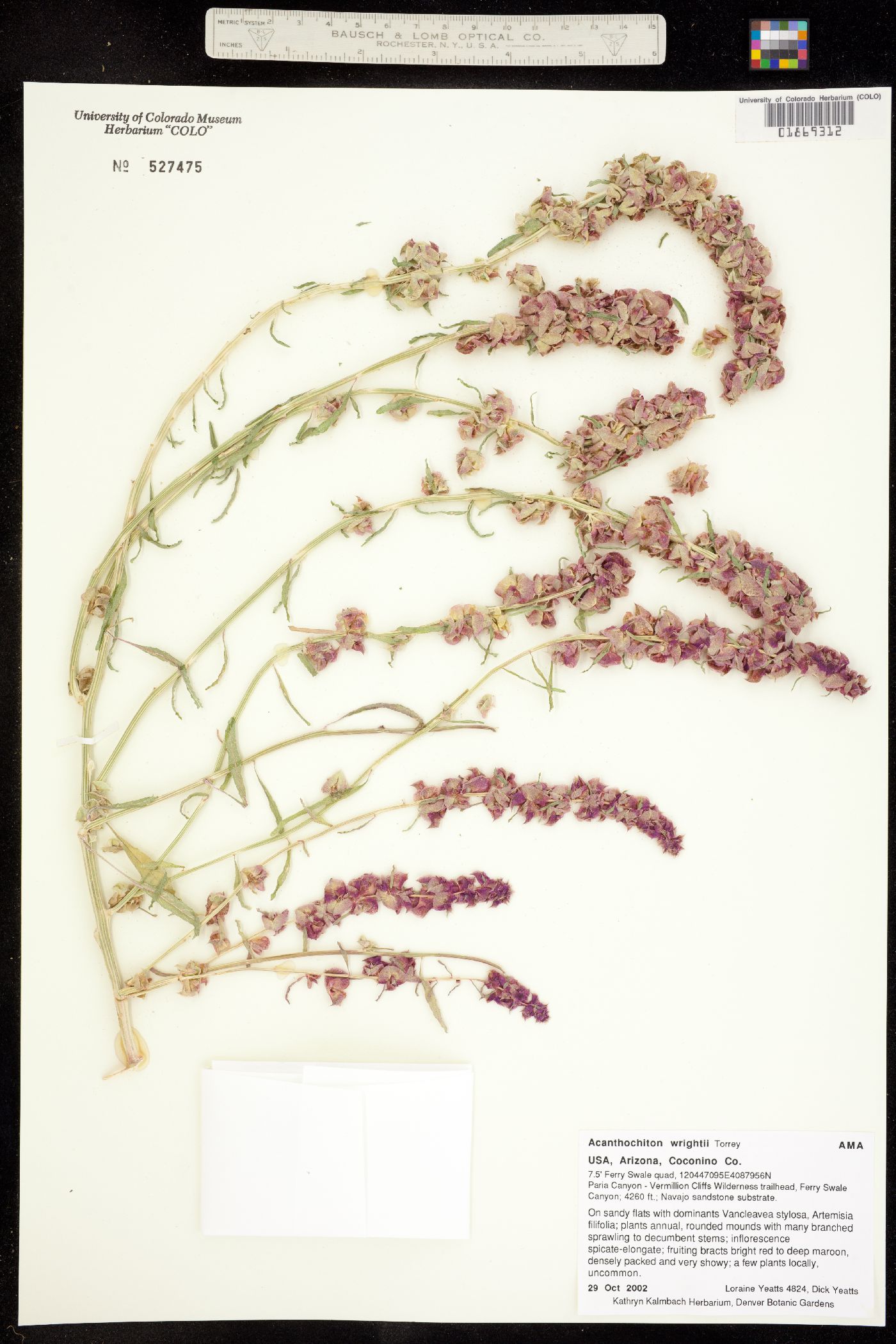 Amaranthus acanthochiton image