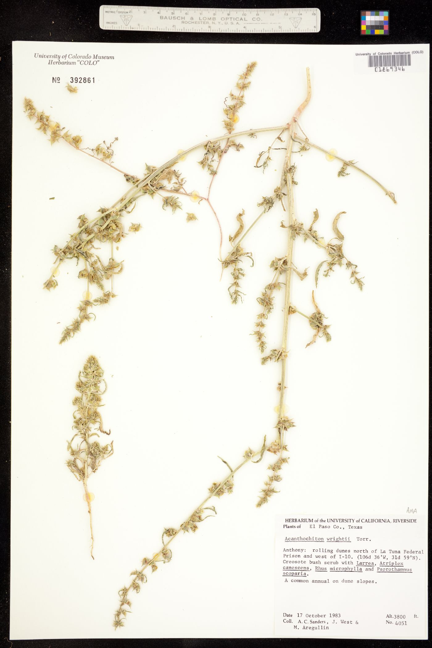 Amaranthus acanthochiton image