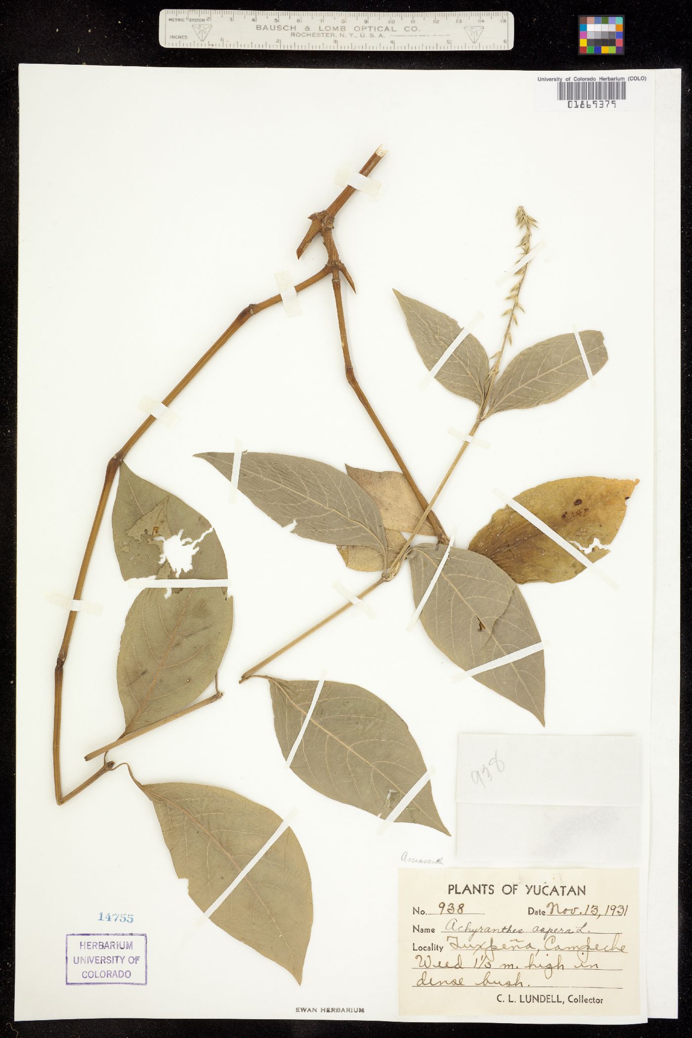 Achyranthes image