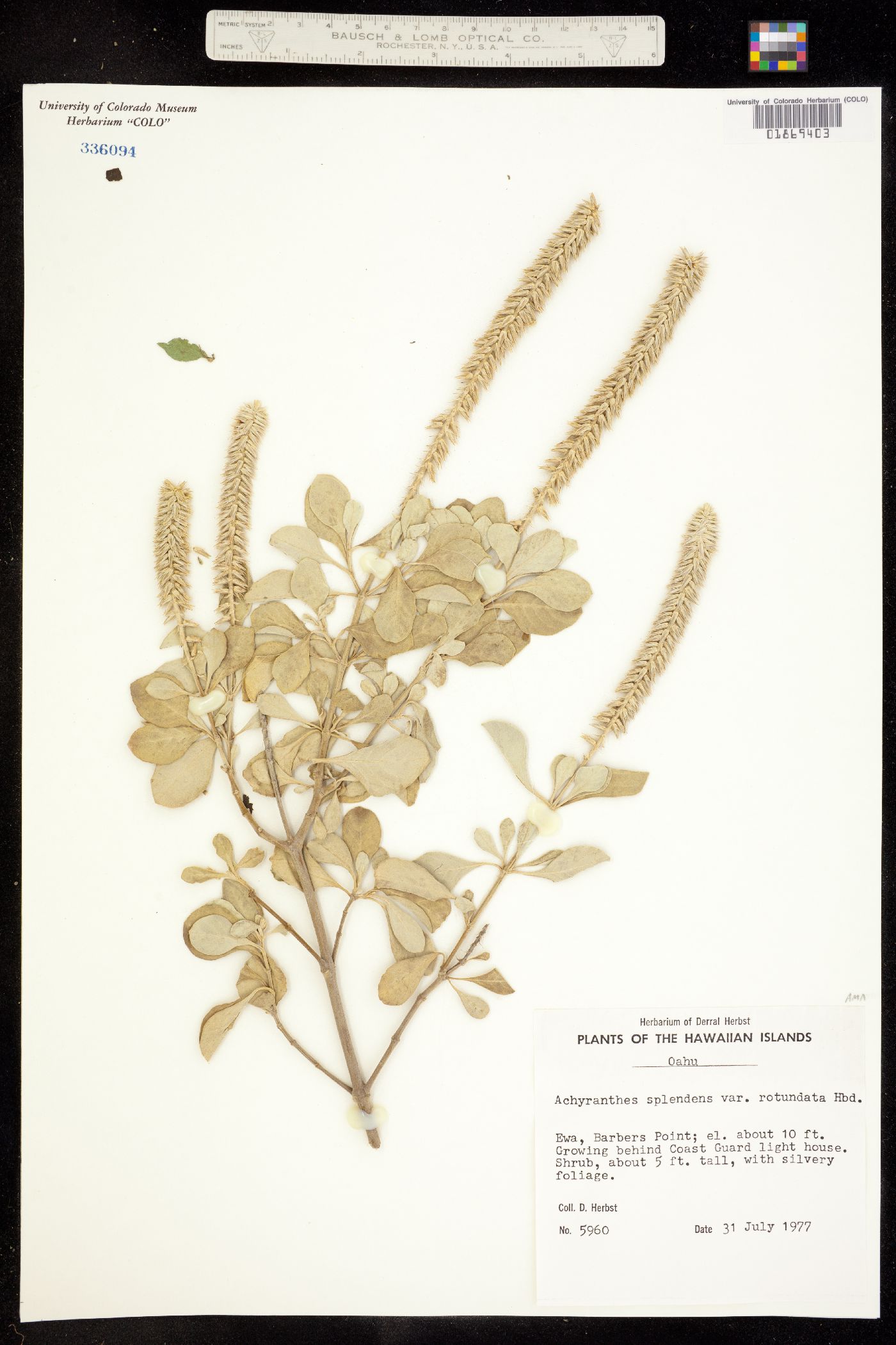 Achyranthes splendens var. rotundata image