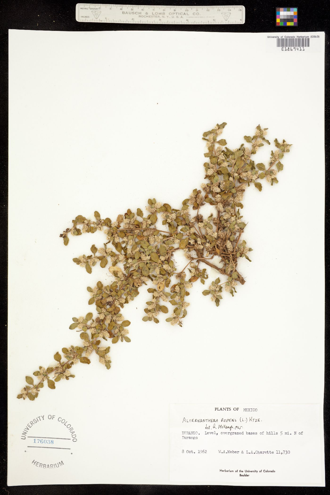 Alternanthera caracasana image