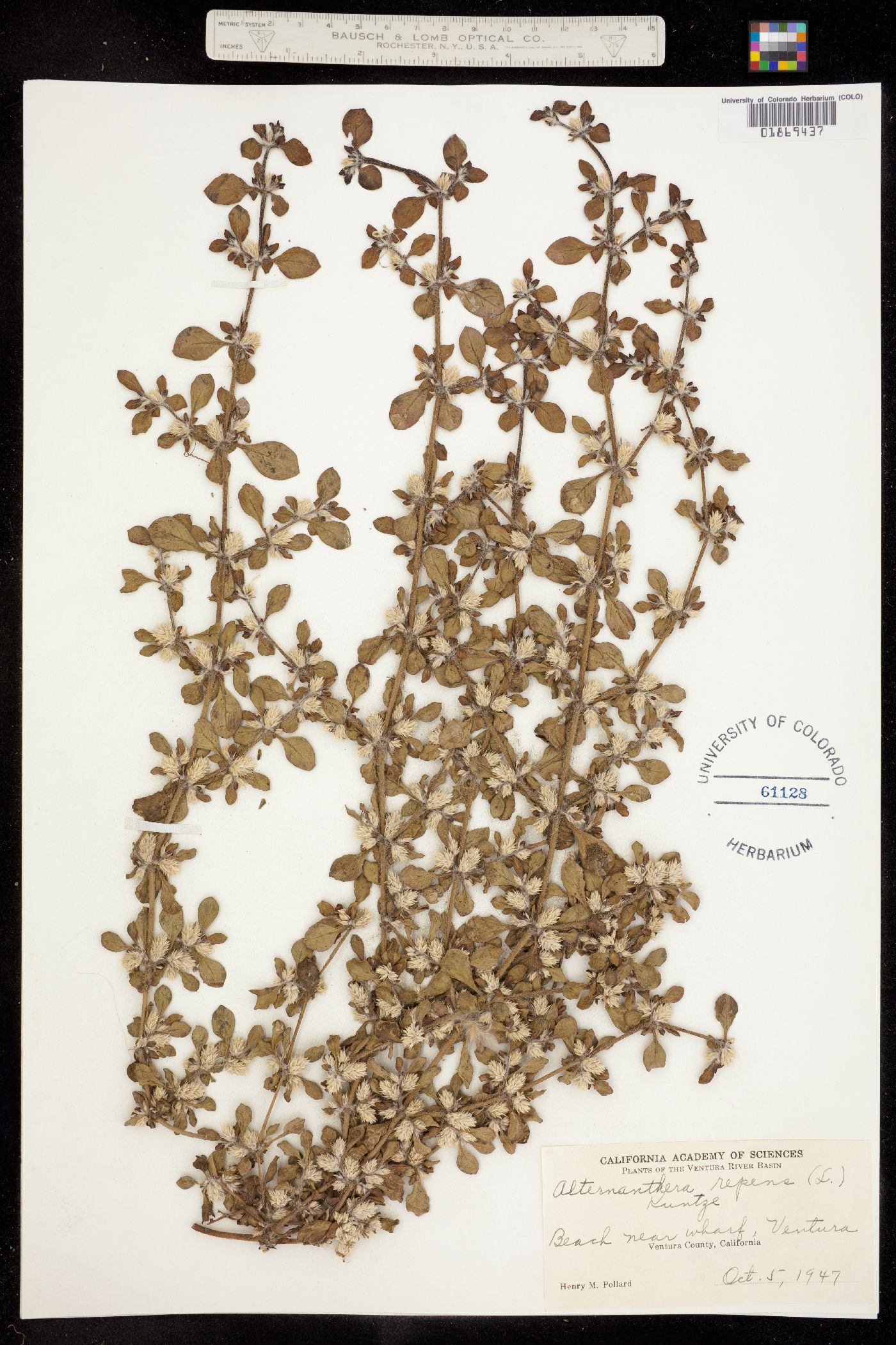 Alternanthera caracasana image