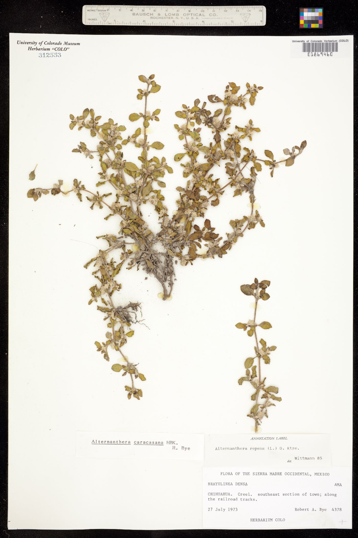 Alternanthera caracasana image