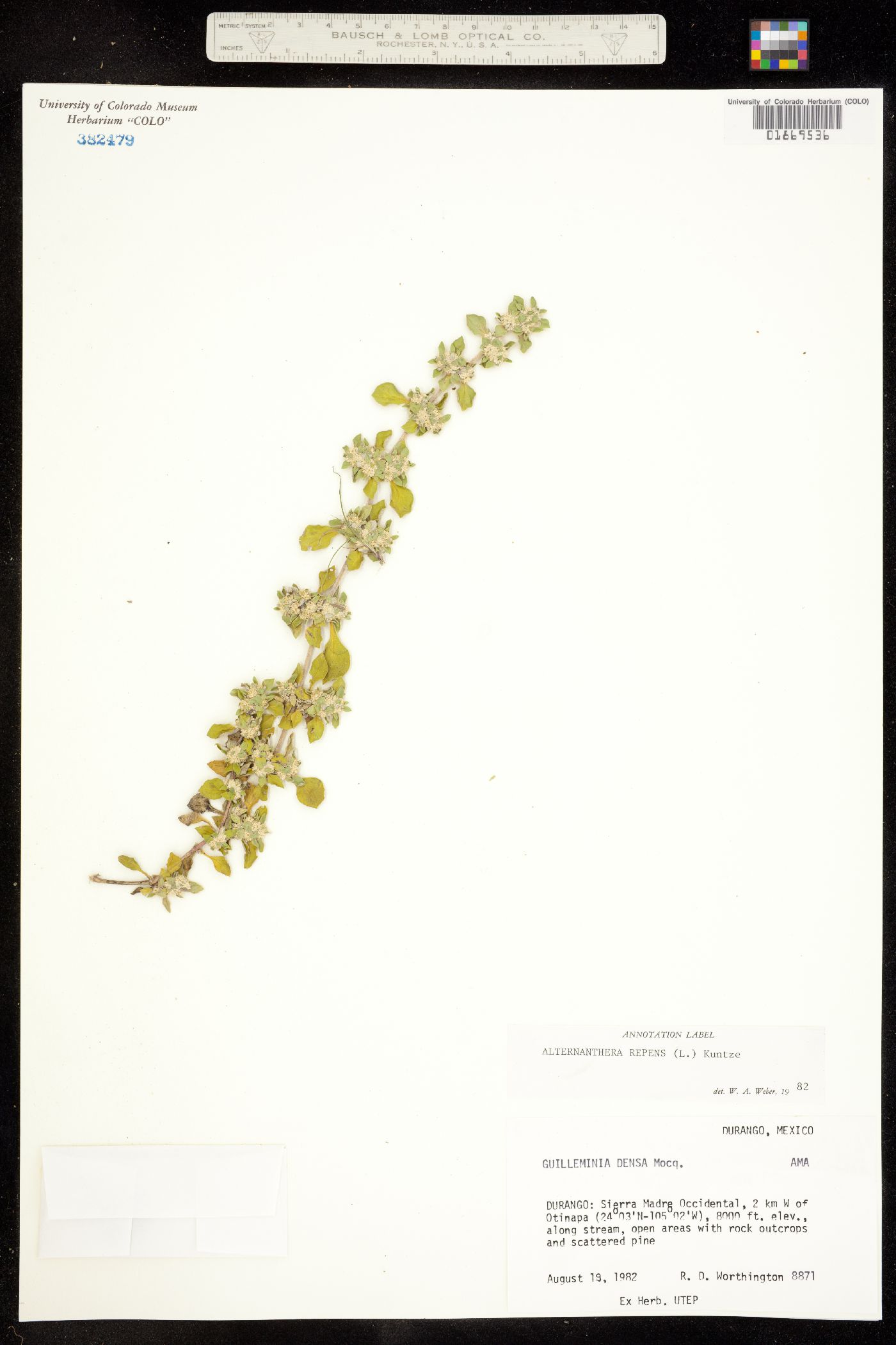 Alternanthera caracasana image