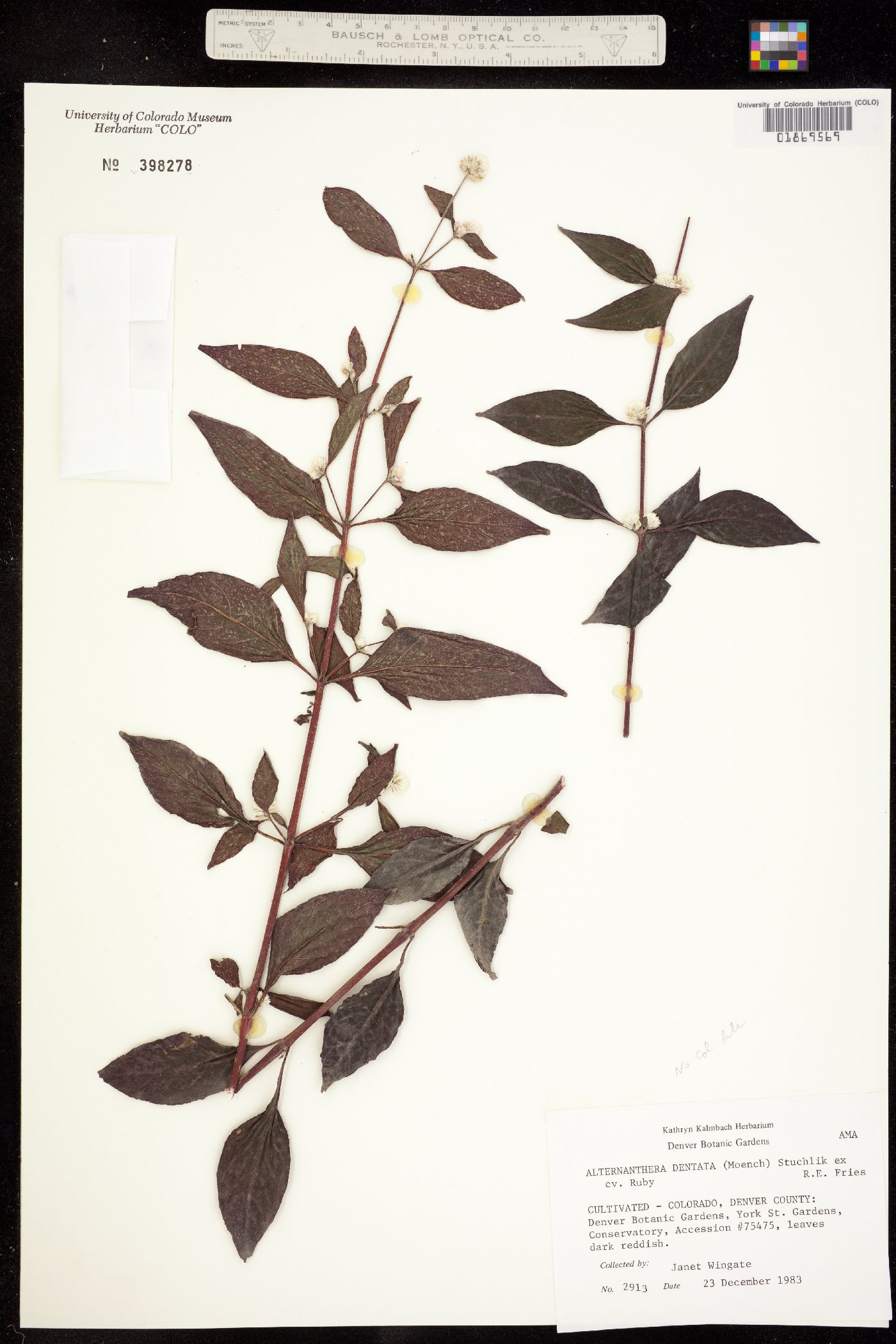 Alternanthera brasiliana image