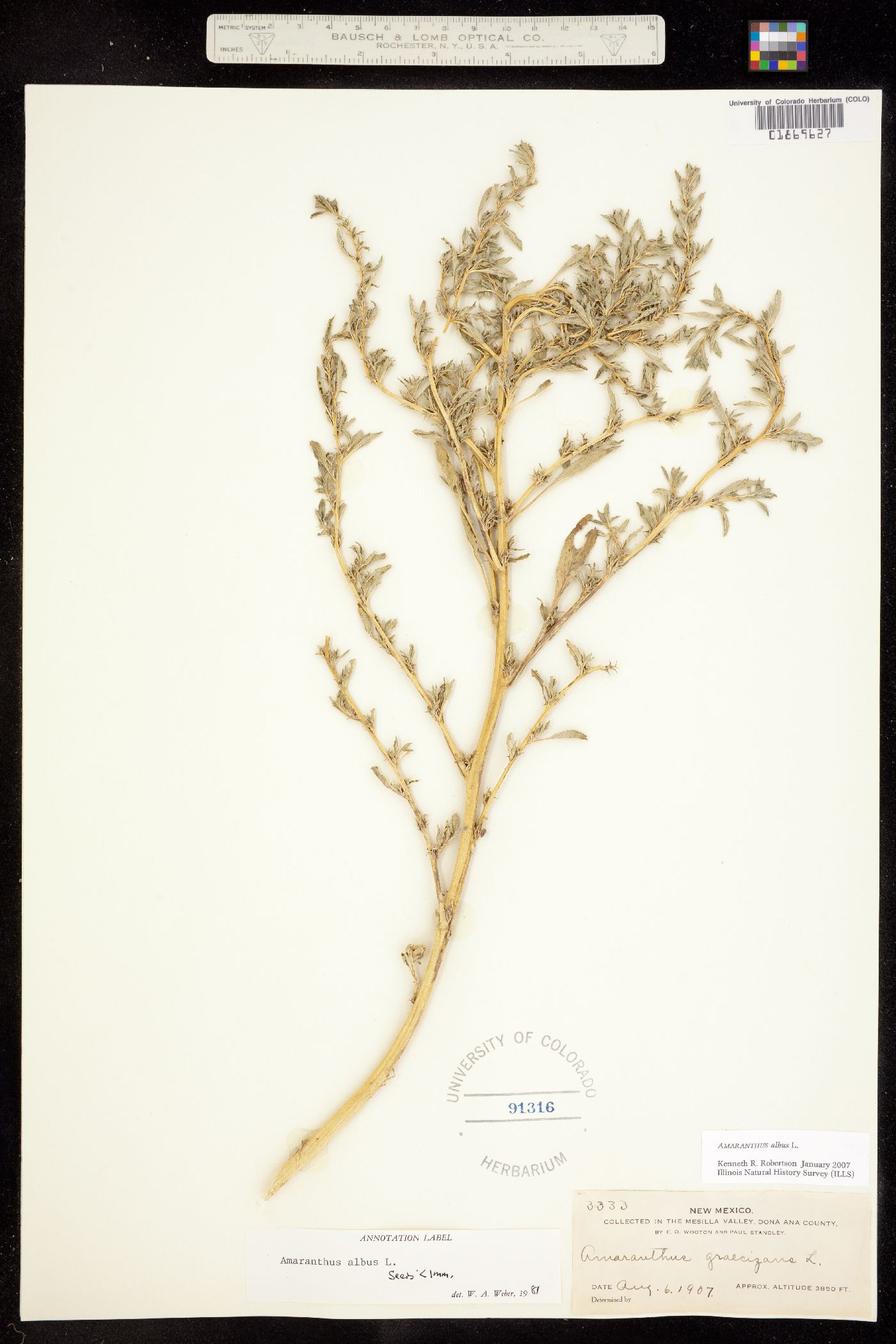 Amaranthus albus image