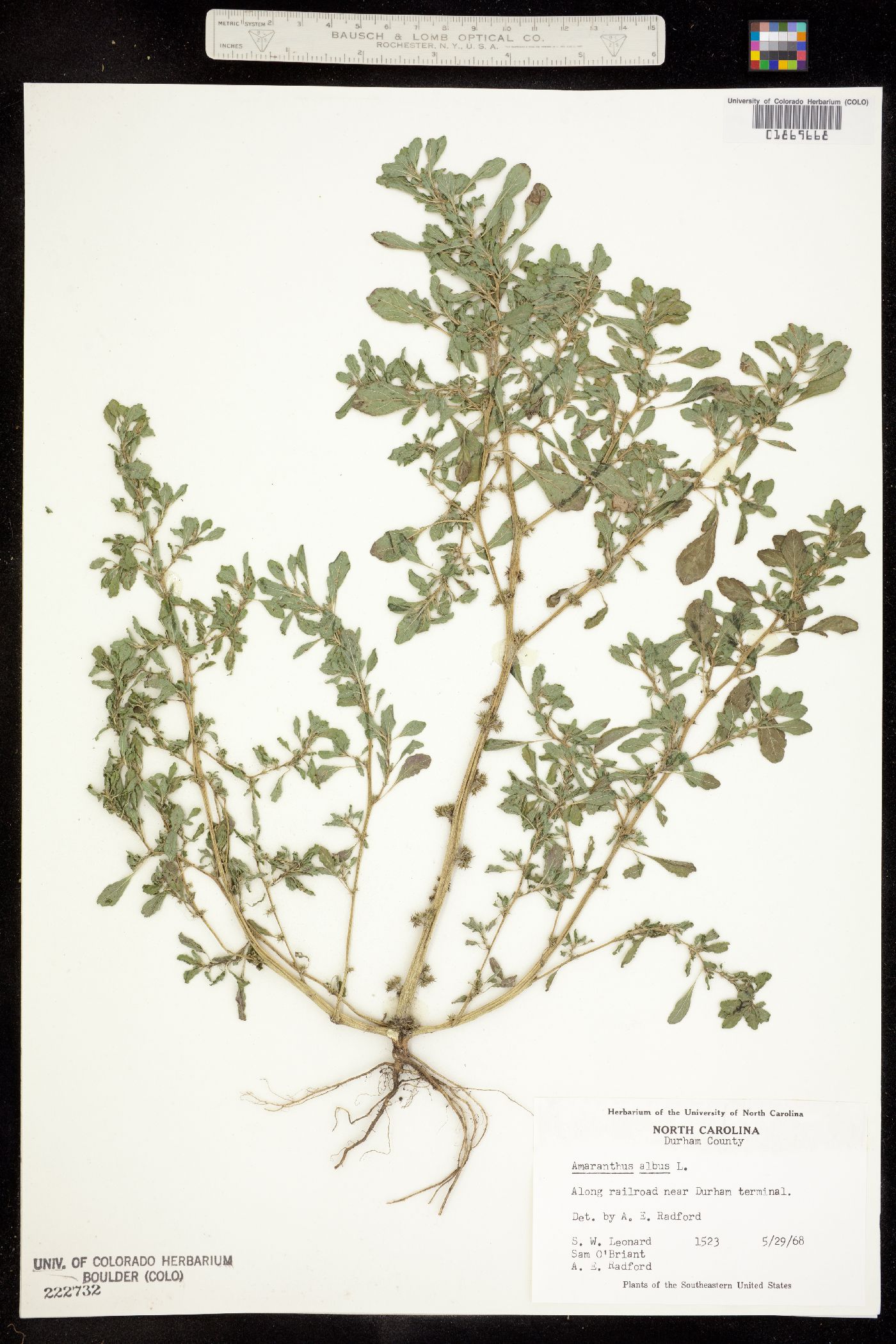 Amaranthus albus image