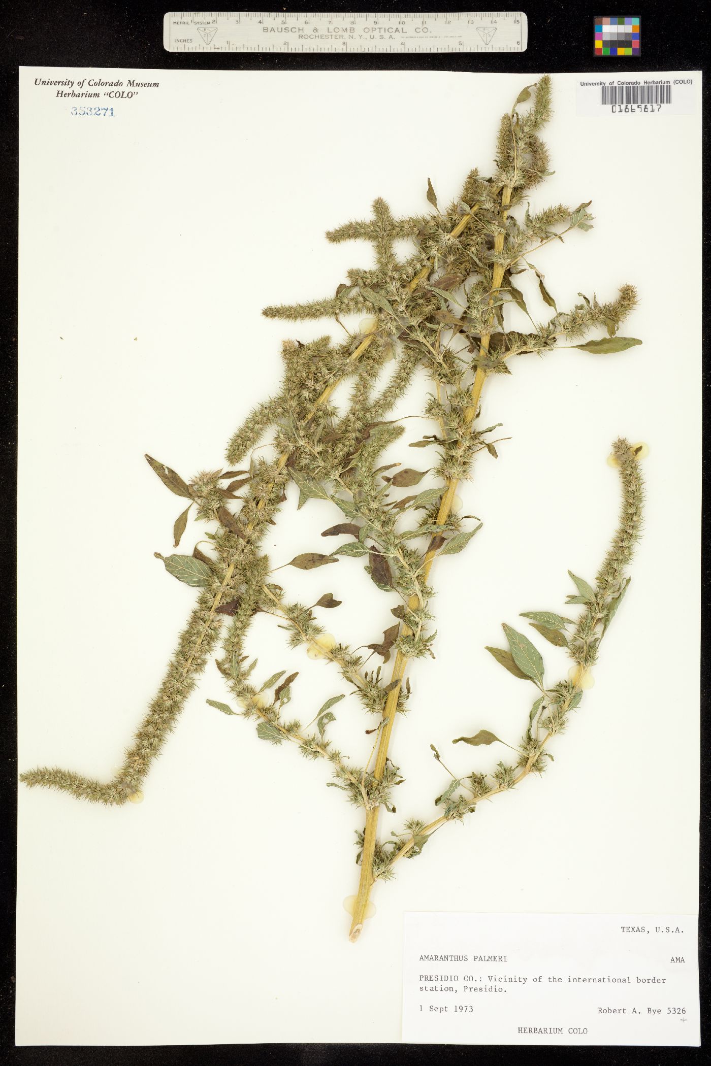 Amaranthus palmeri image