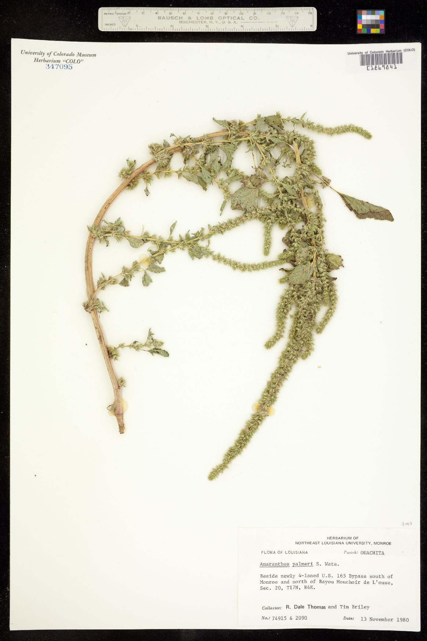Amaranthus palmeri image