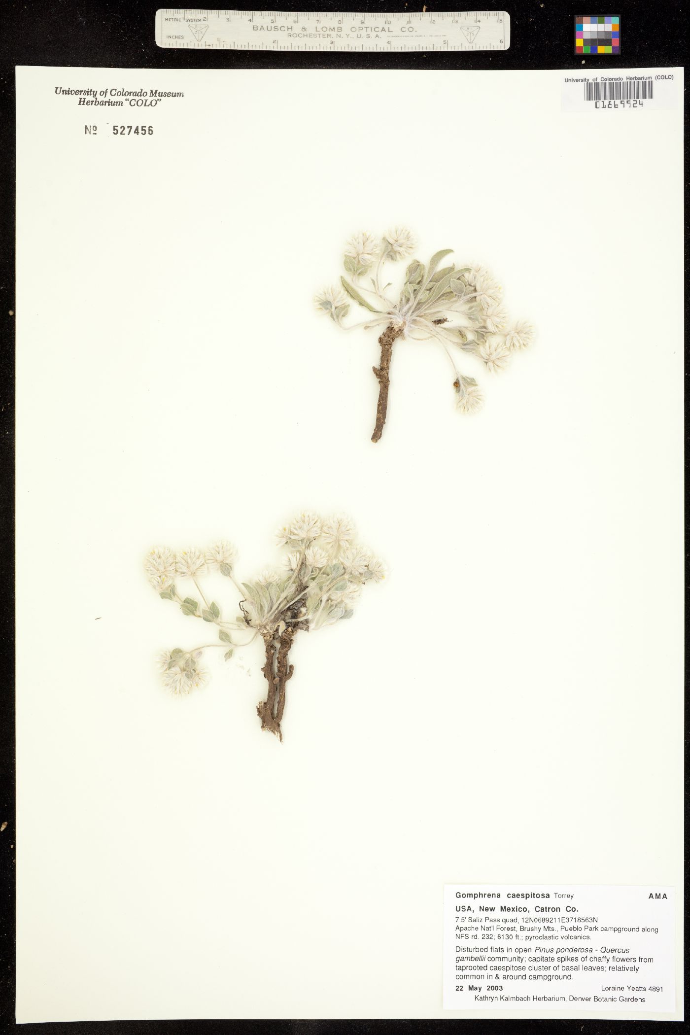 Gomphrena caespitosa image