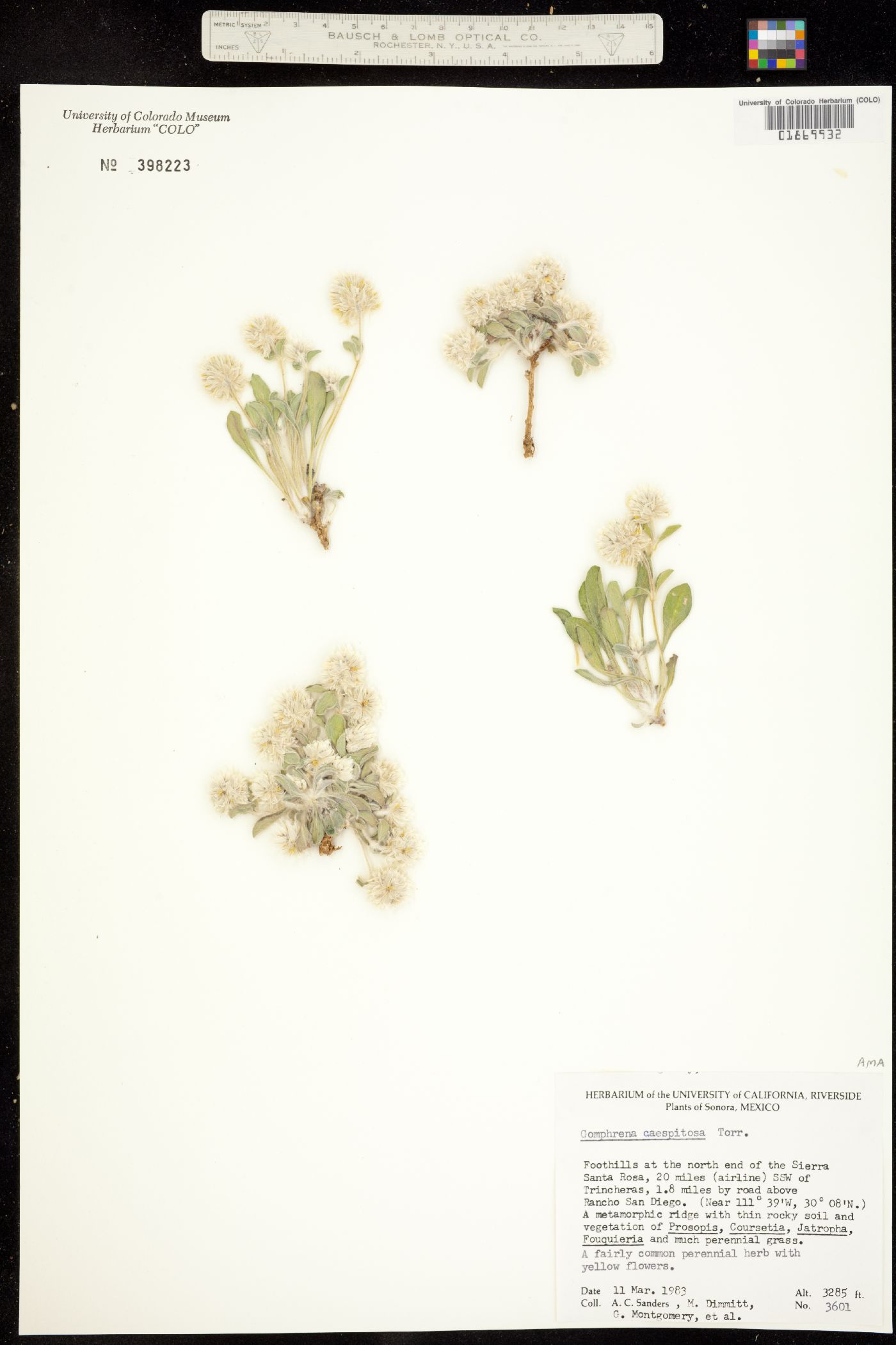 Gomphrena caespitosa image