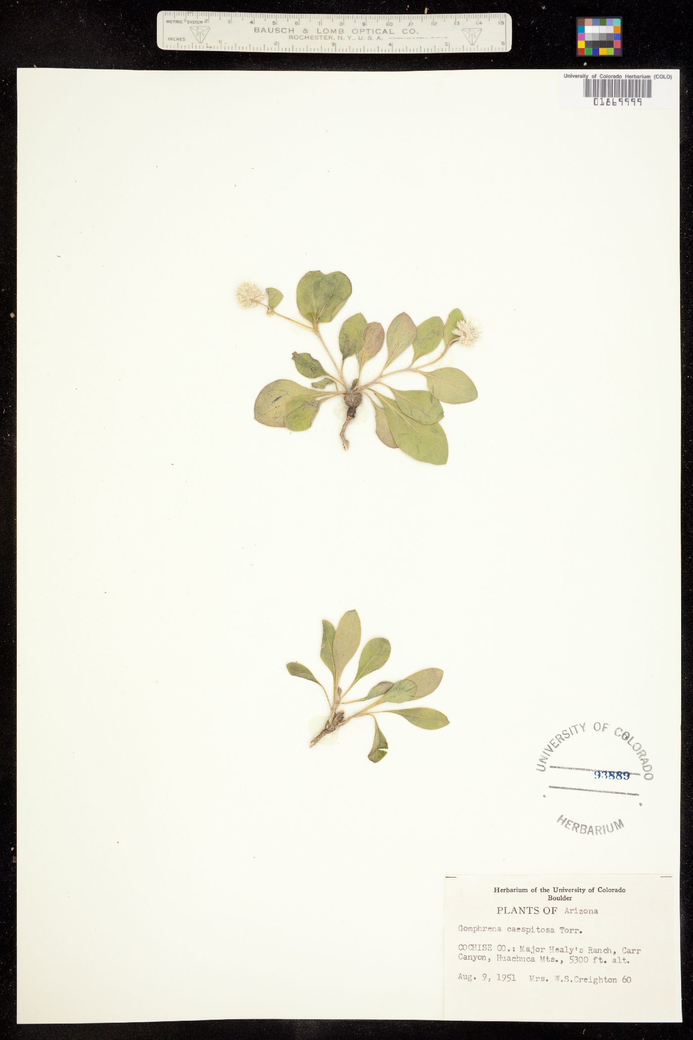 Gomphrena caespitosa image