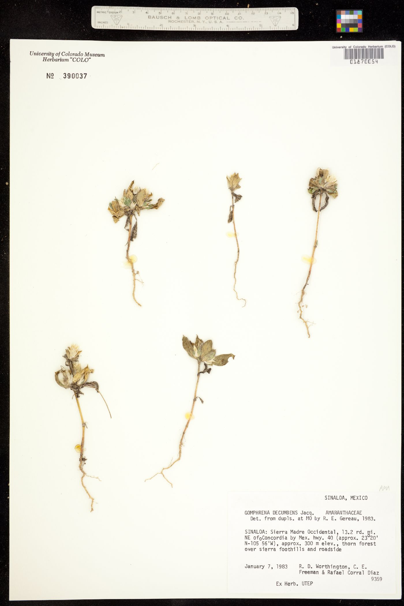 Gomphrena decumbens image