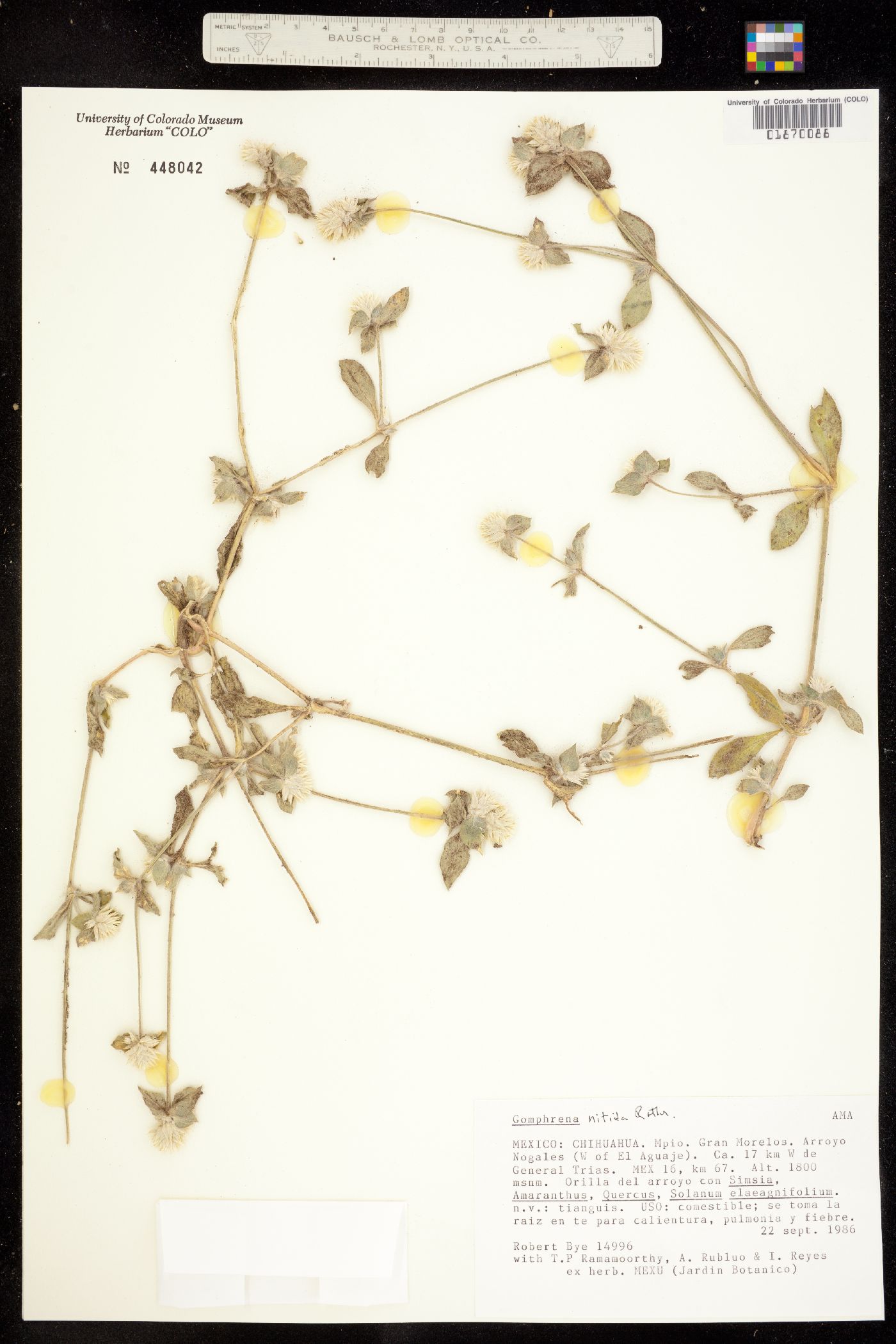 Gomphrena nitida image