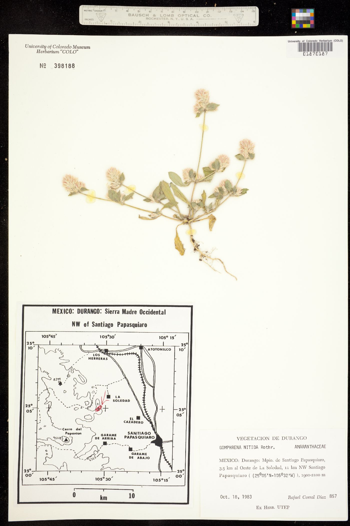 Gomphrena nitida image