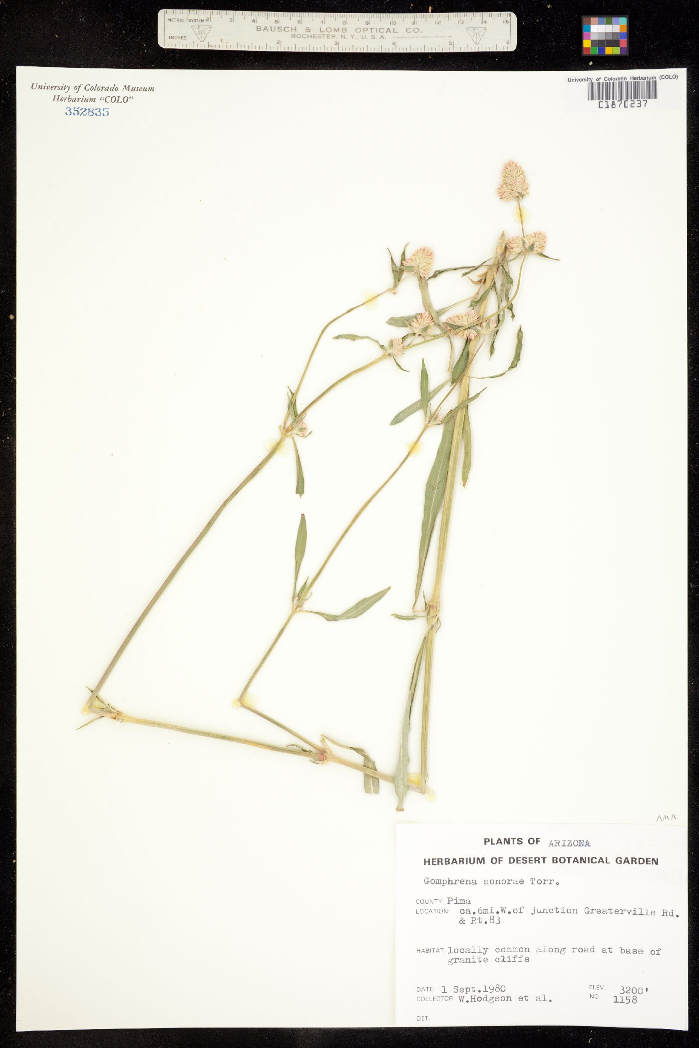 Gomphrena image