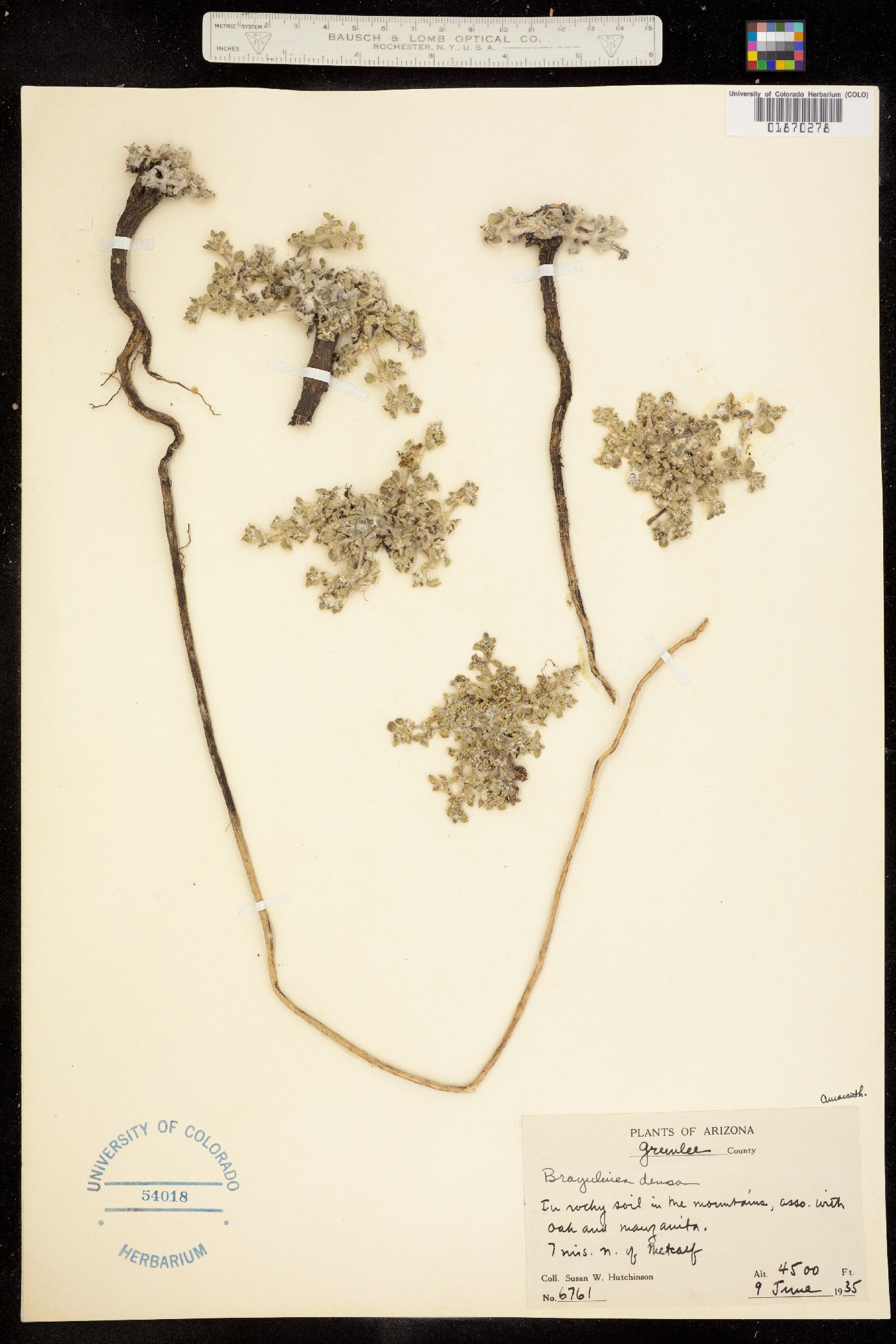 Guilleminea densa image