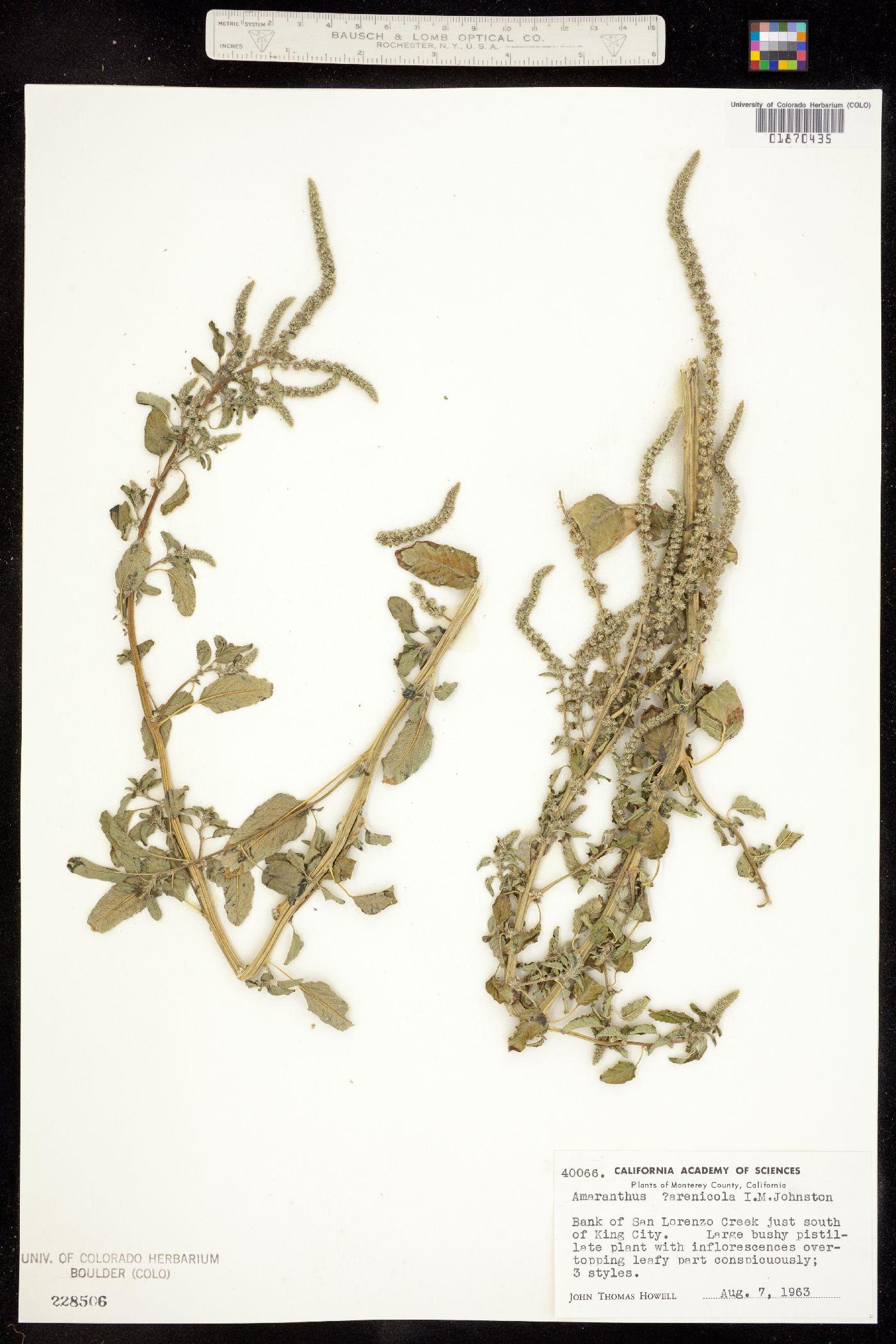 Amaranthus arenicola image