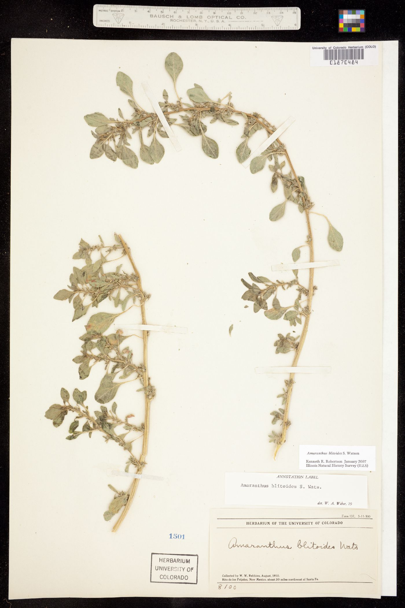 Amaranthus blitoides image