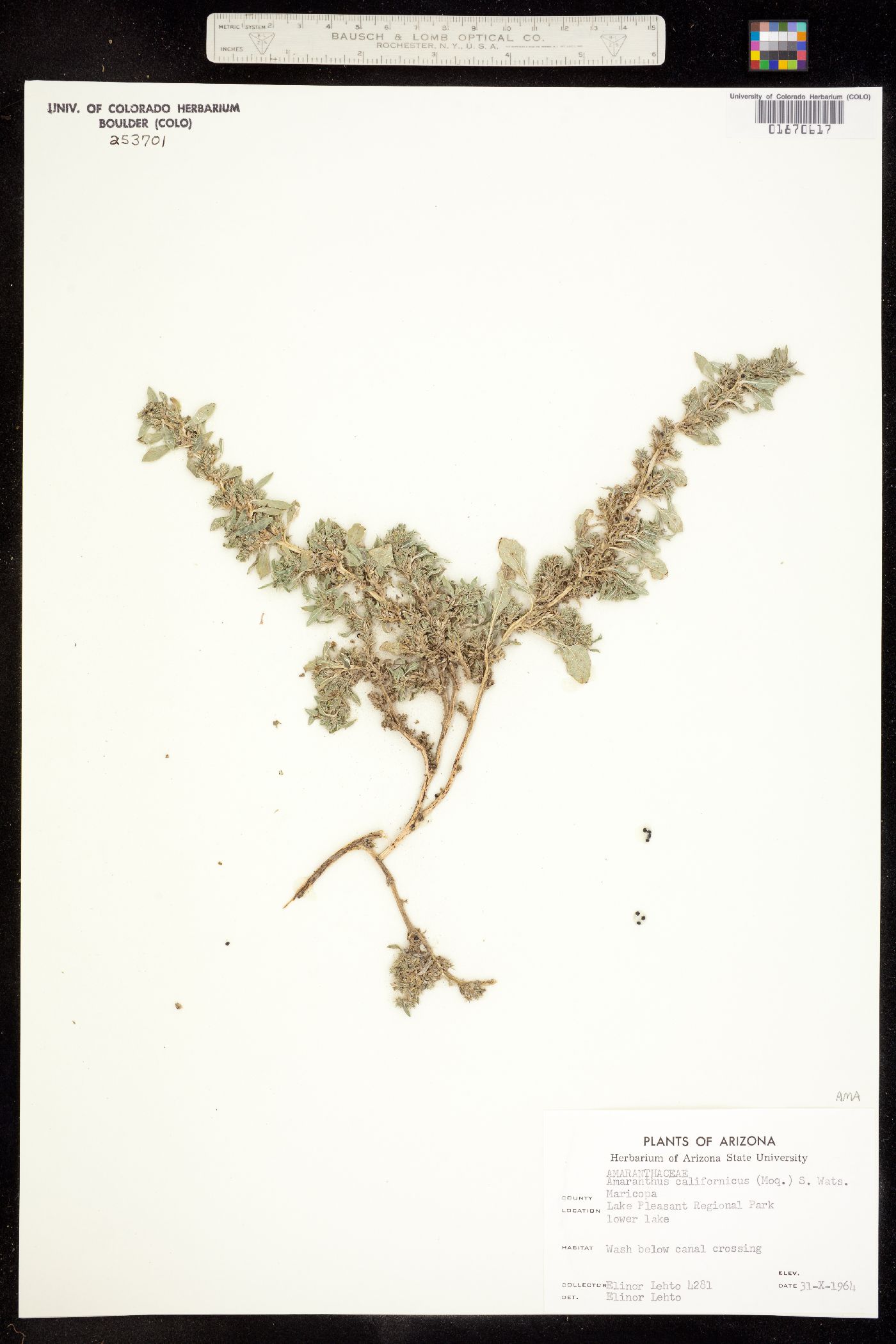 Amaranthus californicus image